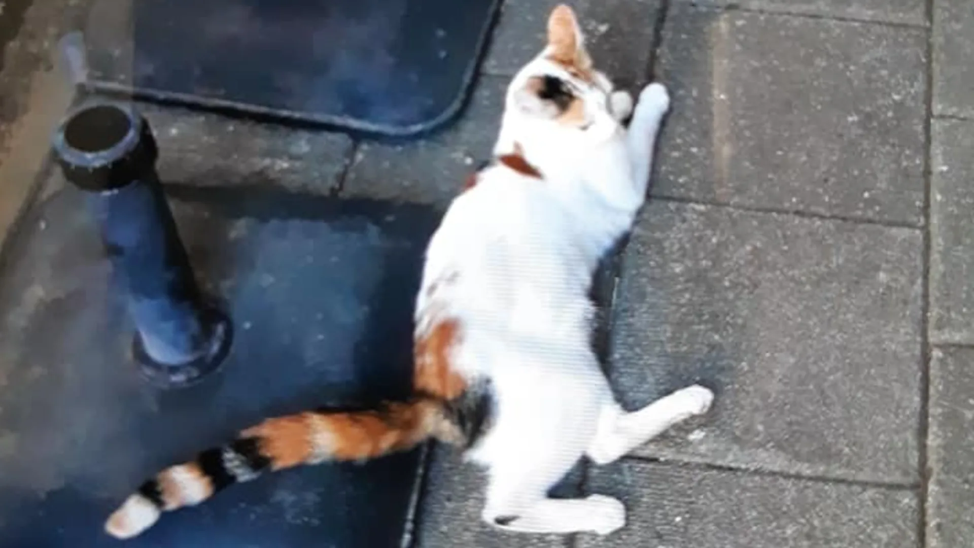 Poes Noor doodgeschoten met luchtbuks, vrees voor zelfde lot andere kat