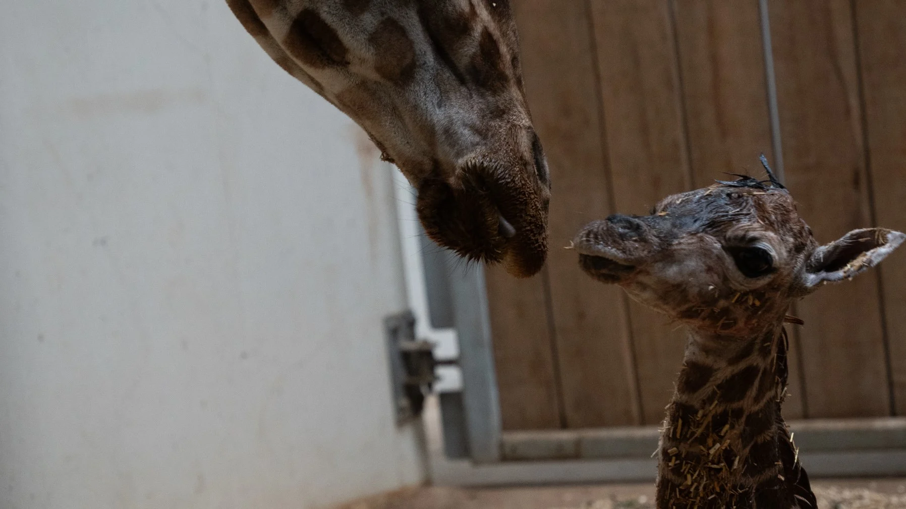 Geboortenieuws! Burgers' Zoo verwelkomt babygiraffe