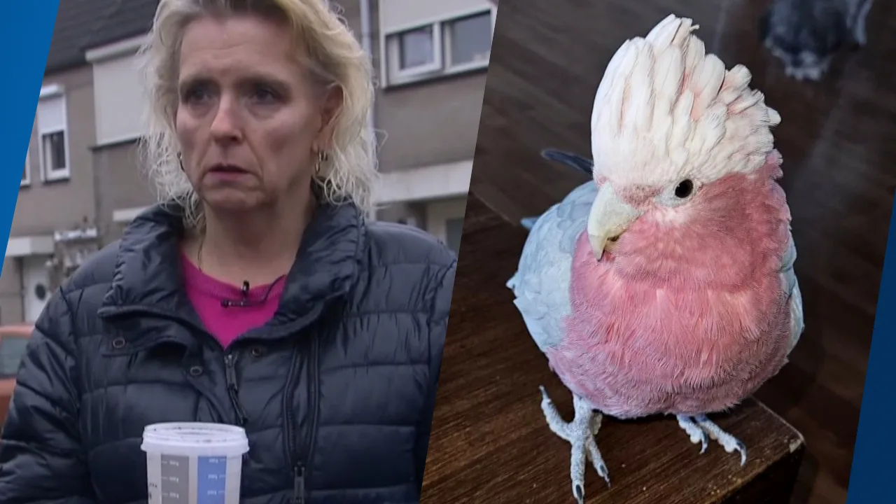 Baasje Cindy uit Eindhoven bedroefd door spoorloze kaketoe Kaya