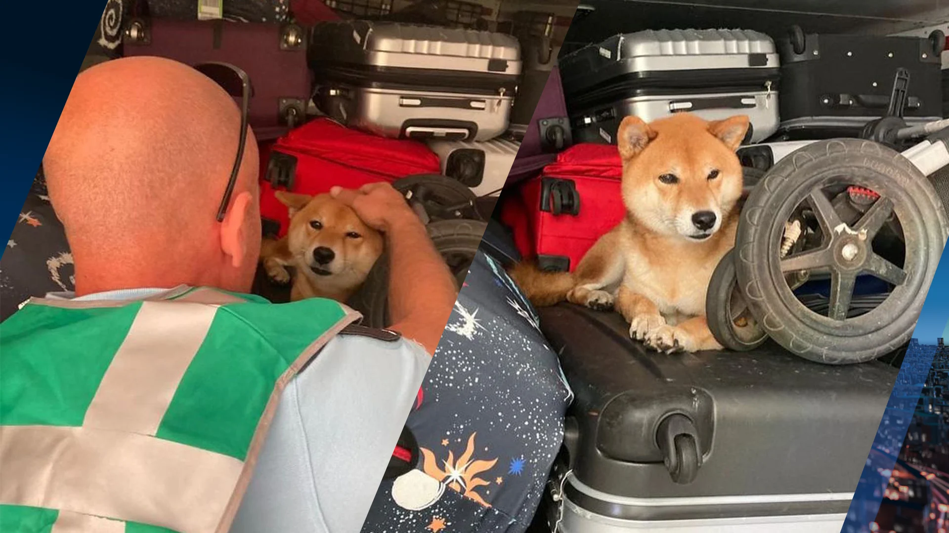 Hond ontsnapt uit bench en loopt tijdens vlucht door bagageruim