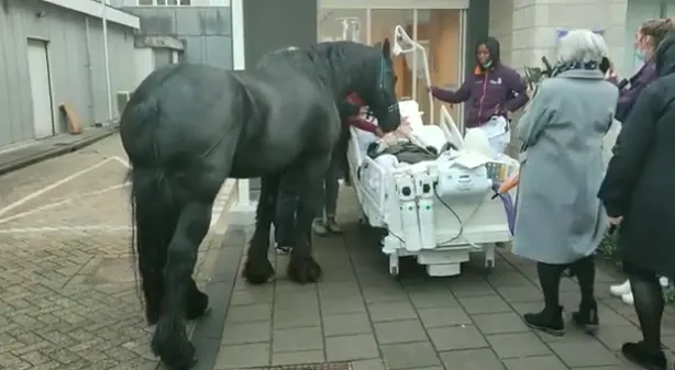 Medewerkers ziekenhuis laten laatste wens ruiter uitkomen: 'Zo verdrietig en mooi tegelijk'