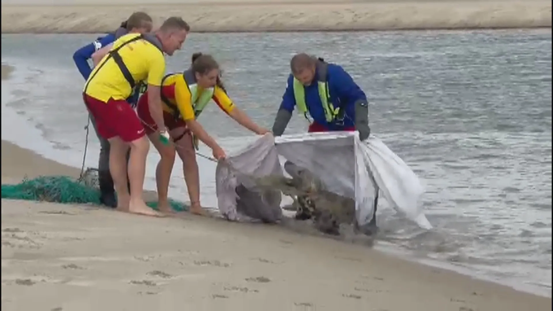 Zeehond had dagen strak touw om nek in Renesse, redders schieten te hulp