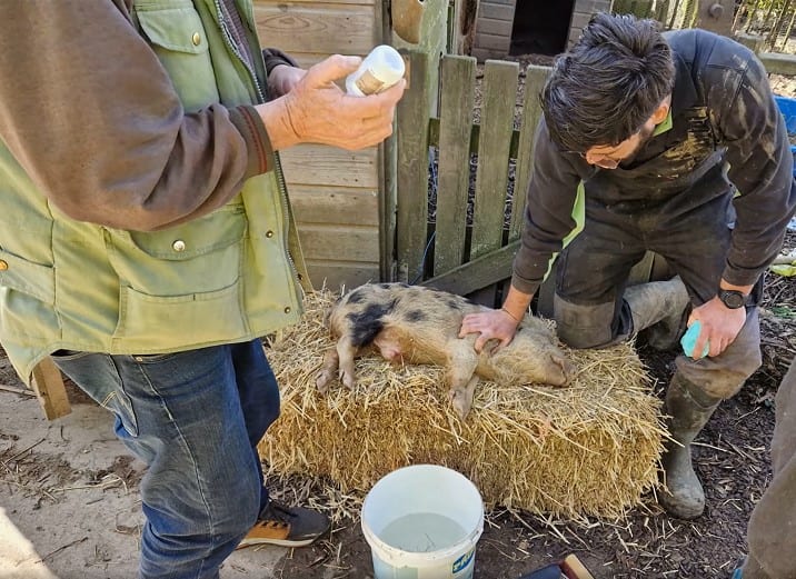 Twee loslopende hangbuikzwijntjes gevonden in Dordrecht, vermoedelijk gedumpt