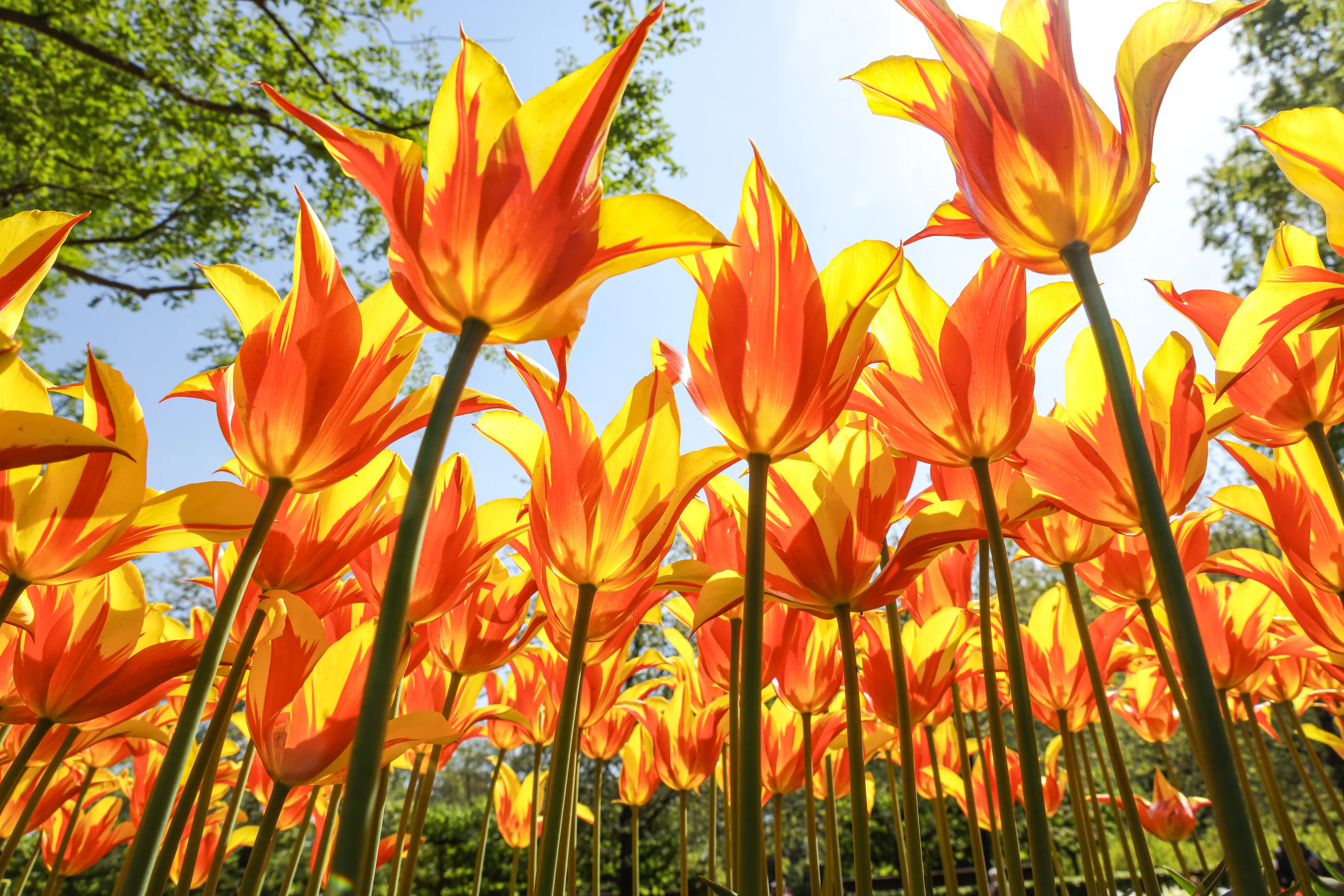 De lente zet een tandje bij: temperaturen lopen op tot 20 graden