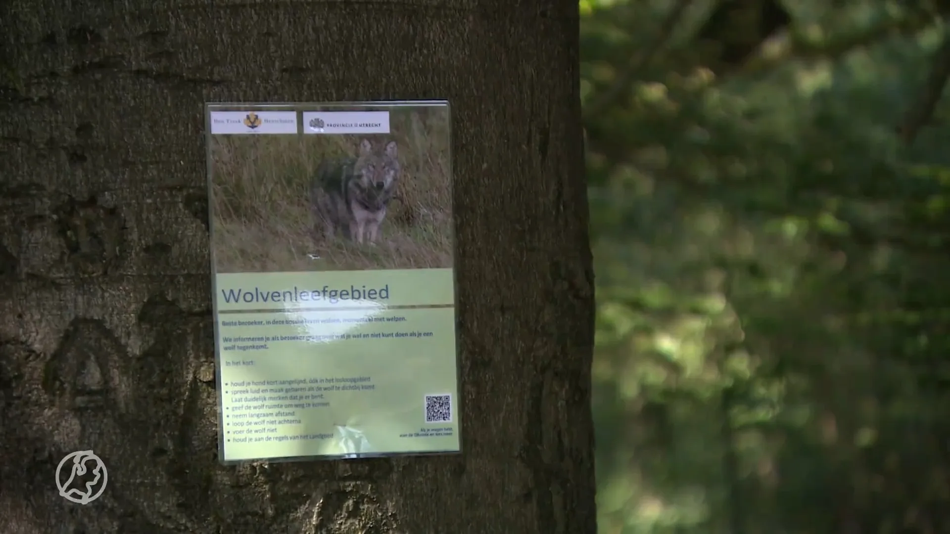 Opnieuw mogelijke aanval door wolf: peuter belaagd op Utrechtse Heuvelrug