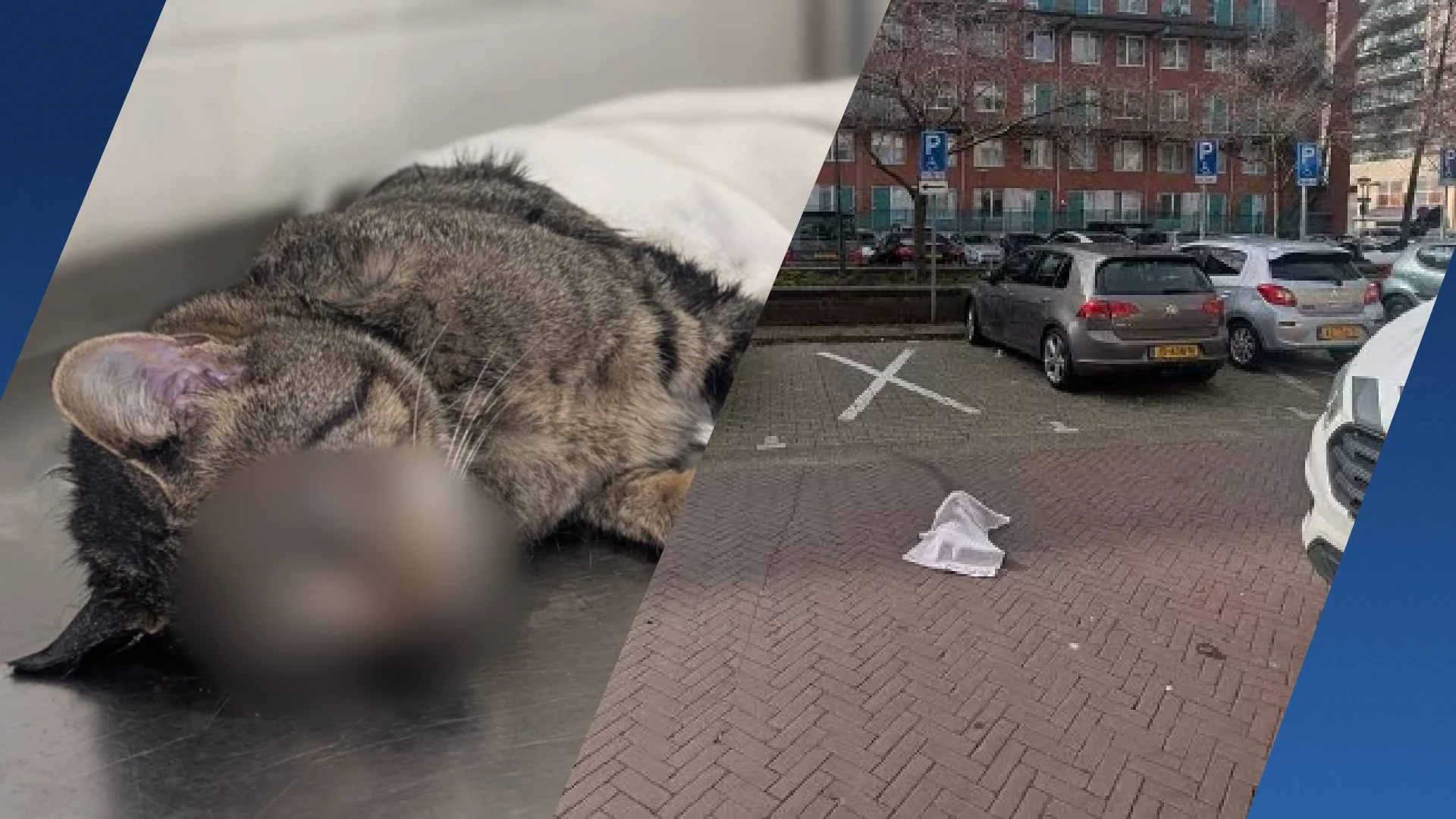 Kat ernstig mishandeld en dood achtergelaten in Den Haag
