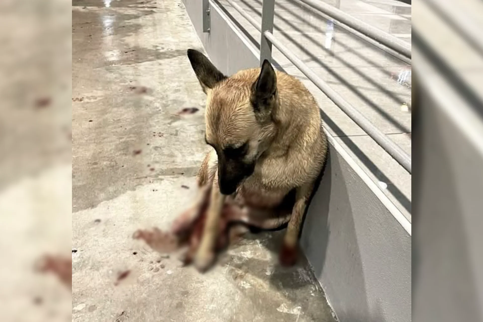 Nederlanders bejubeld door Grieken na redden aangereden hond in Griekenland