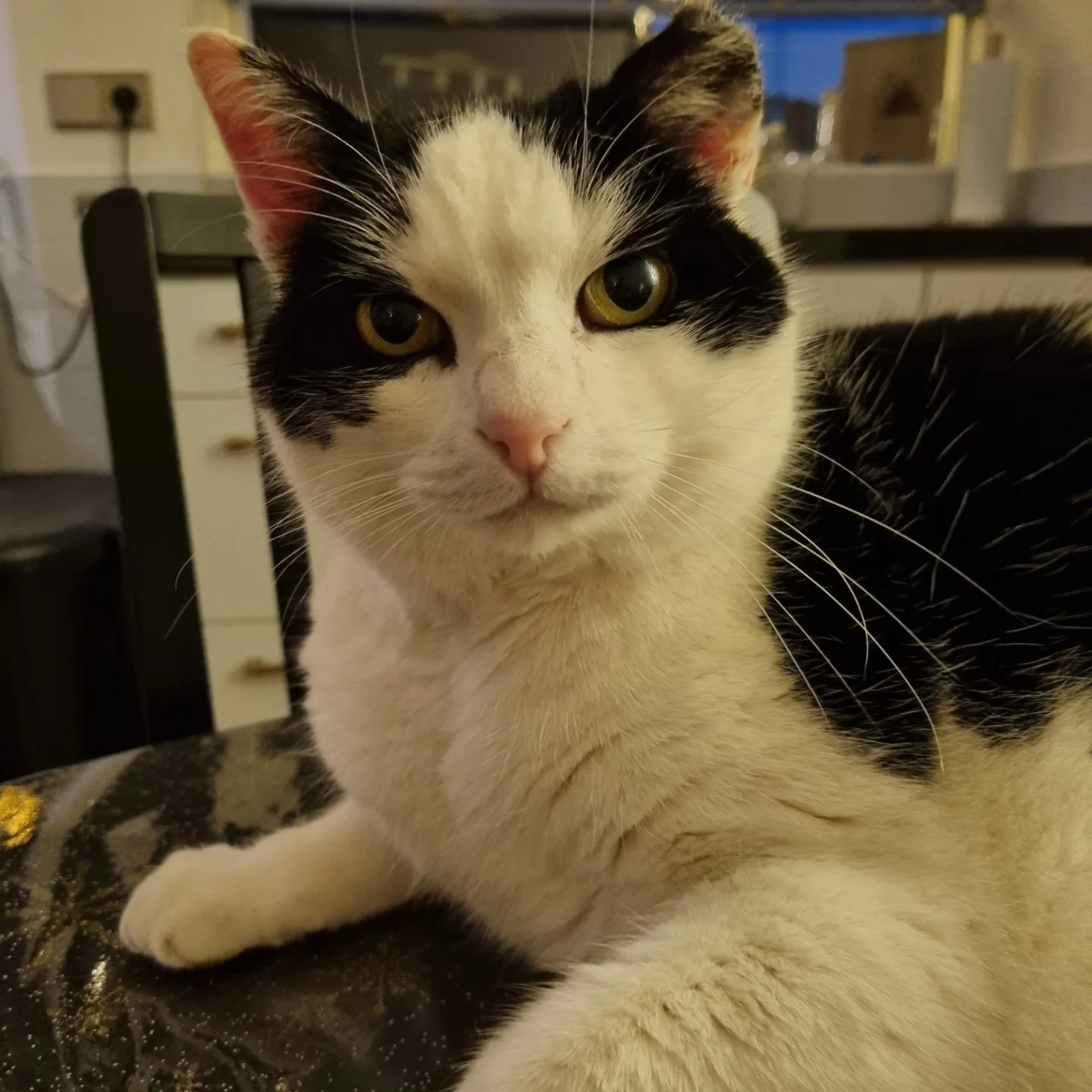 Loslopende jachthonden bijten geliefde kat Joris dood: 'Je gelooft het niet'