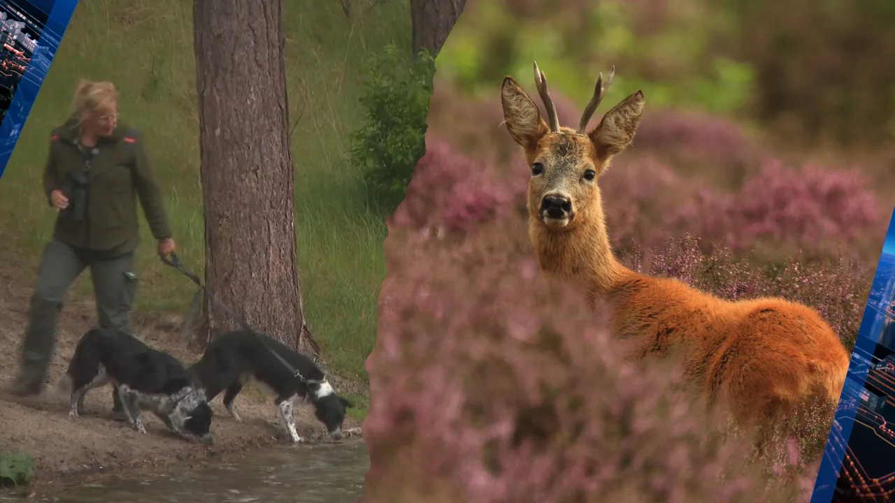 Drachtige ree doodgebeten door hond: 'Ingewanden hingen eruit'