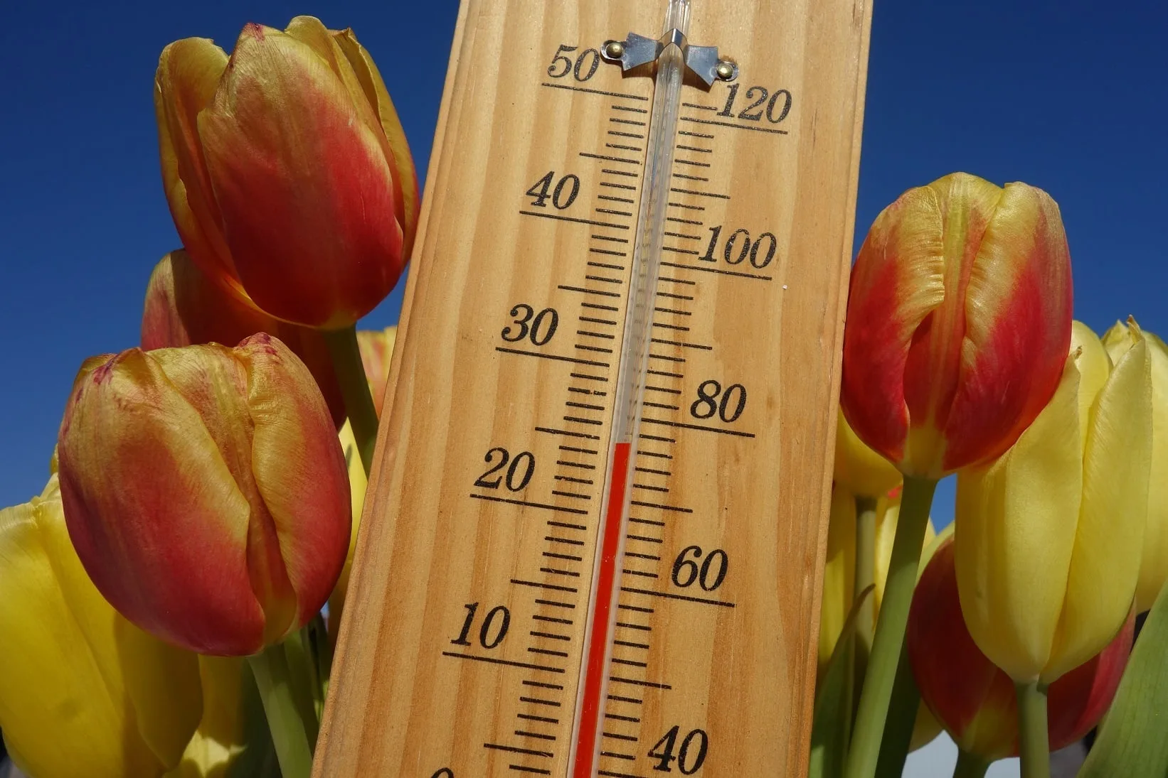 Zonnig lenteweer blijft aanhouden: Moederdag mogelijk zomers warm