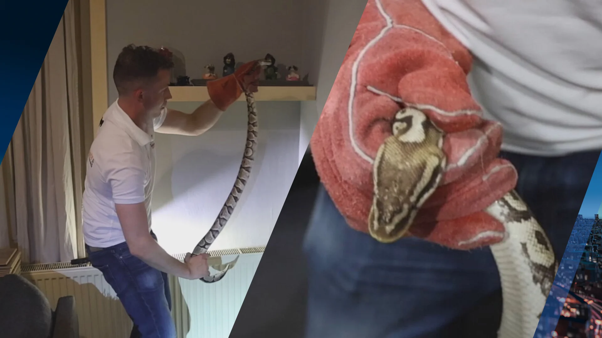 Bewoner plotseling oog in oog met koningspython