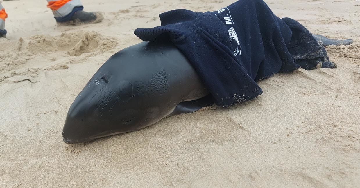 Weerloos bruinviskalfje overlijdt na vondst op strand bij Egmond