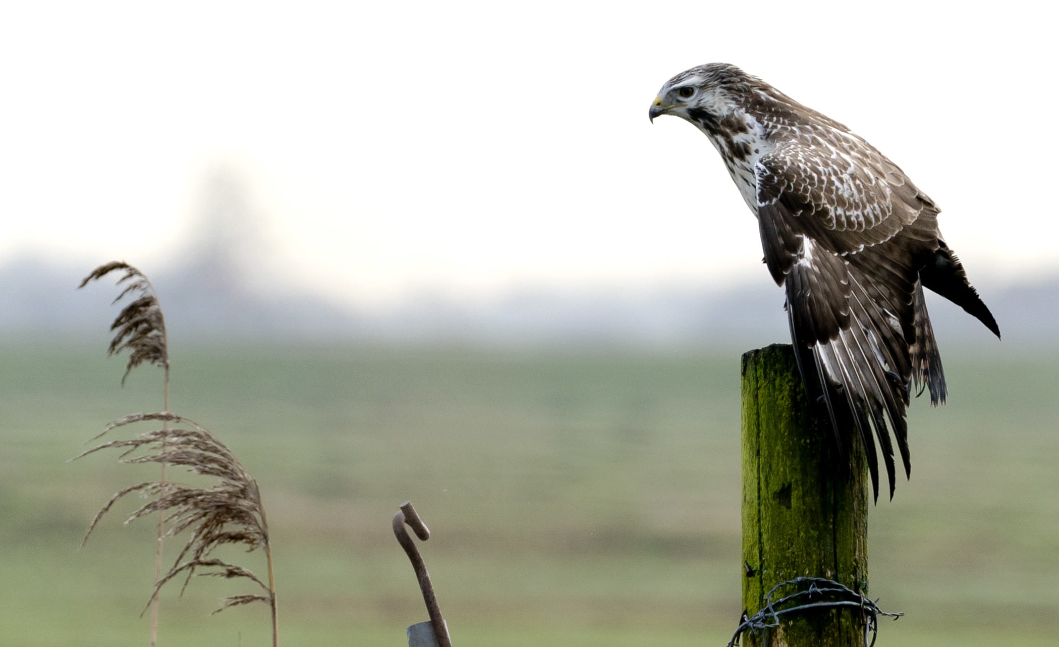 Fanatieke buizerd heeft het gemunt op hardlopers in Aalten