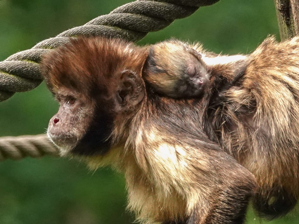 Lief! Geelborstkapucijnaapje geboren in DierenPark Amersfoort