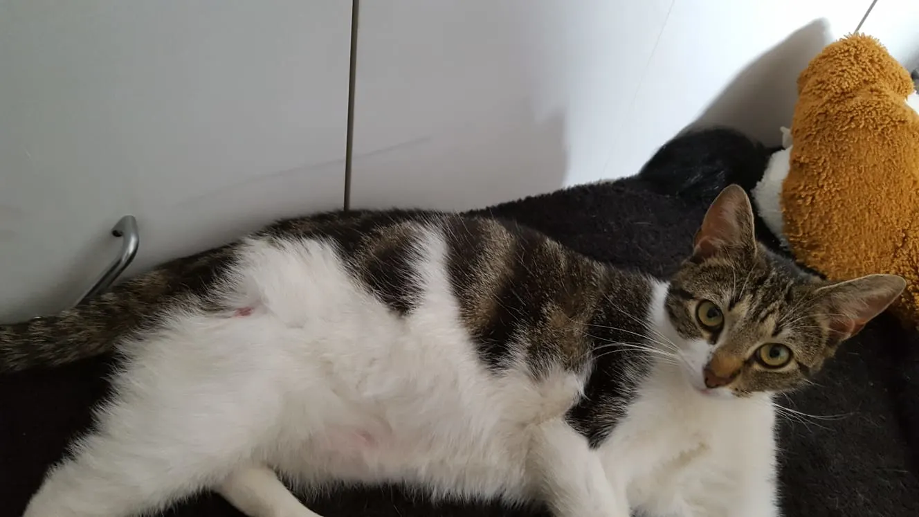 Vermoedelijk twee poezen mishandeld in Hellevoetsluis, een poes ingeslapen na uitgerukte staart