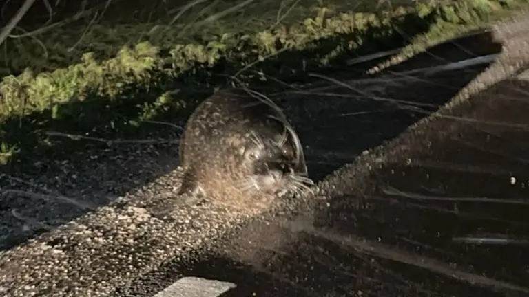 Zeehond gevonden op weg bij Assendelft: 'Hij kijkt zielig'