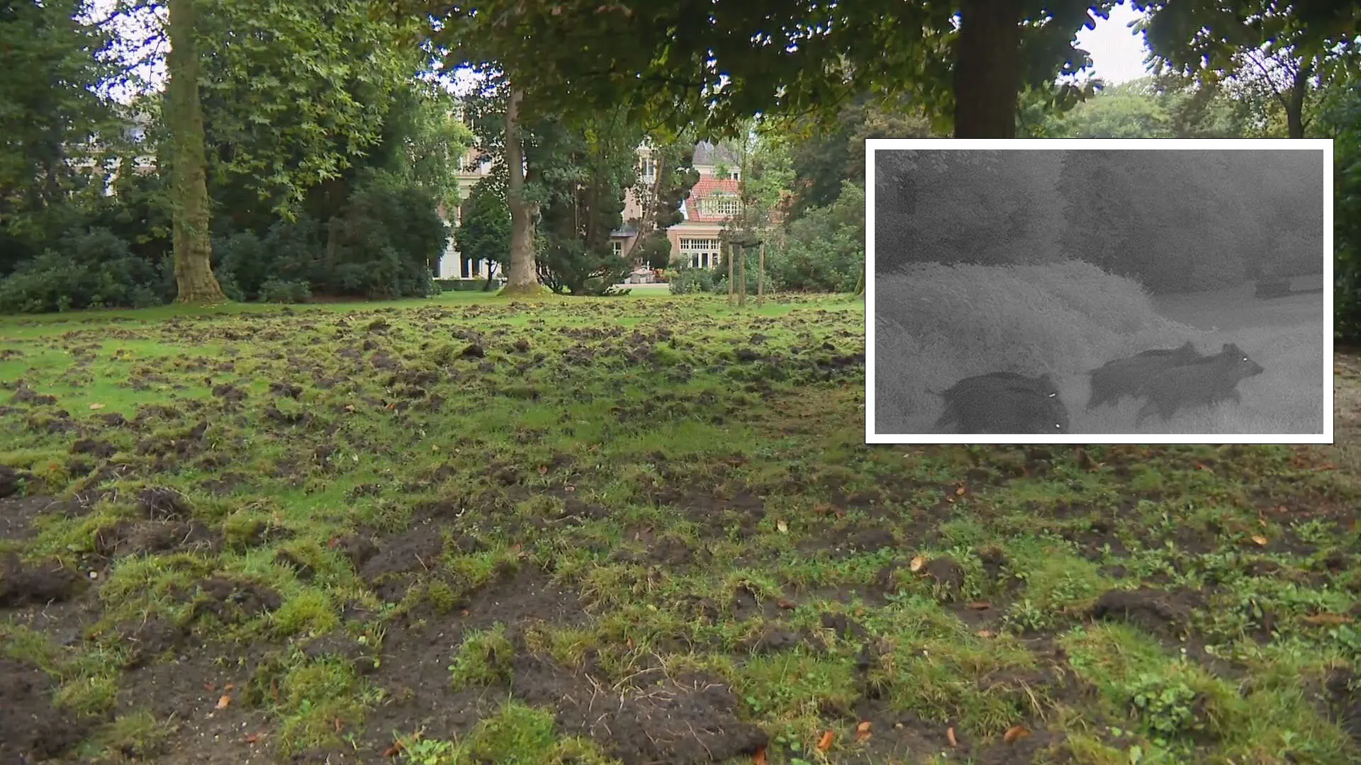 Roedel zwijnen ploegt hele achtertuin van Joke om: 'Het wordt steeds erger'