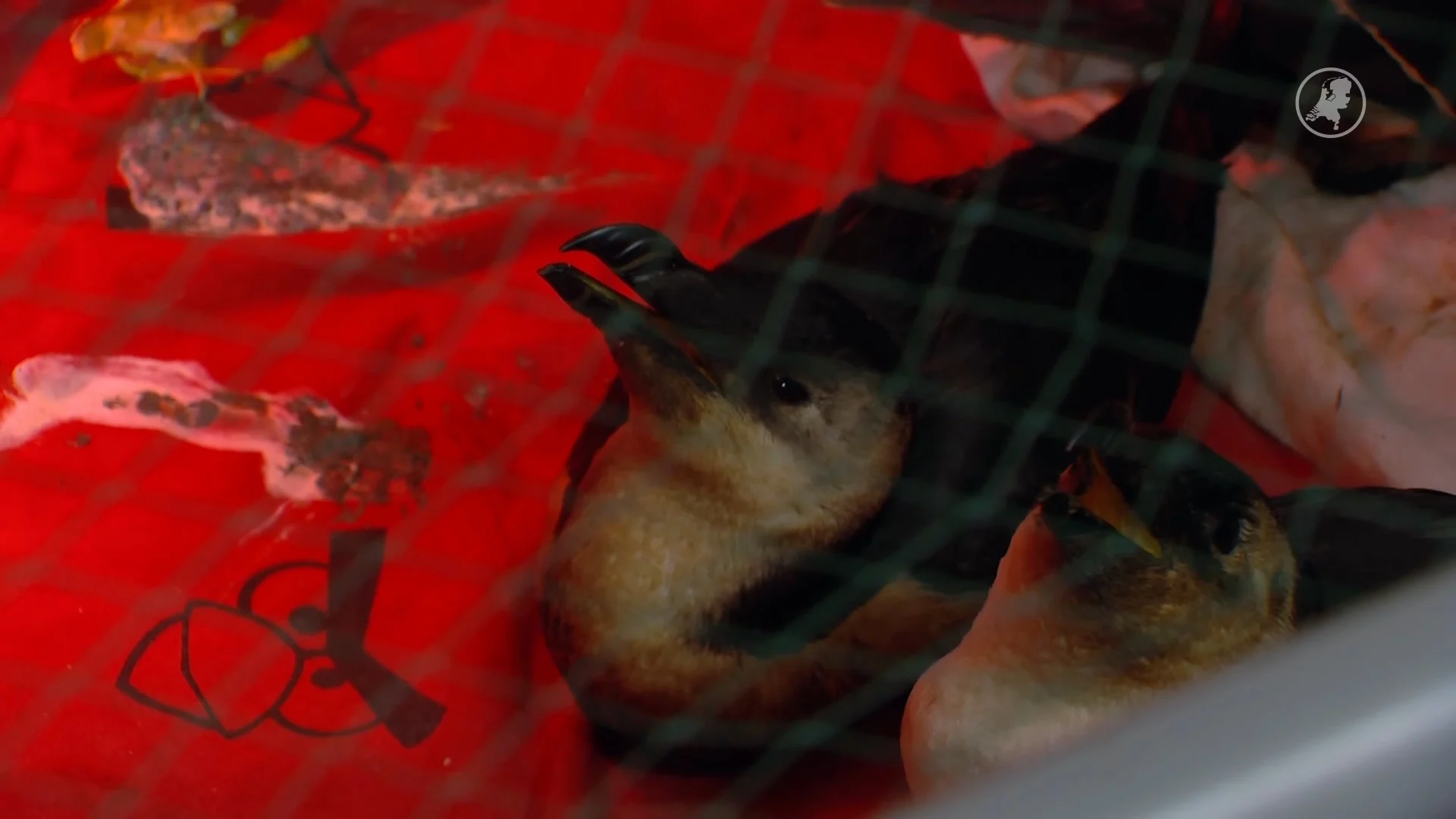 Extra drukte bij wildopvang door met olie besmeurde vogels: 'Houden ons hart vast'