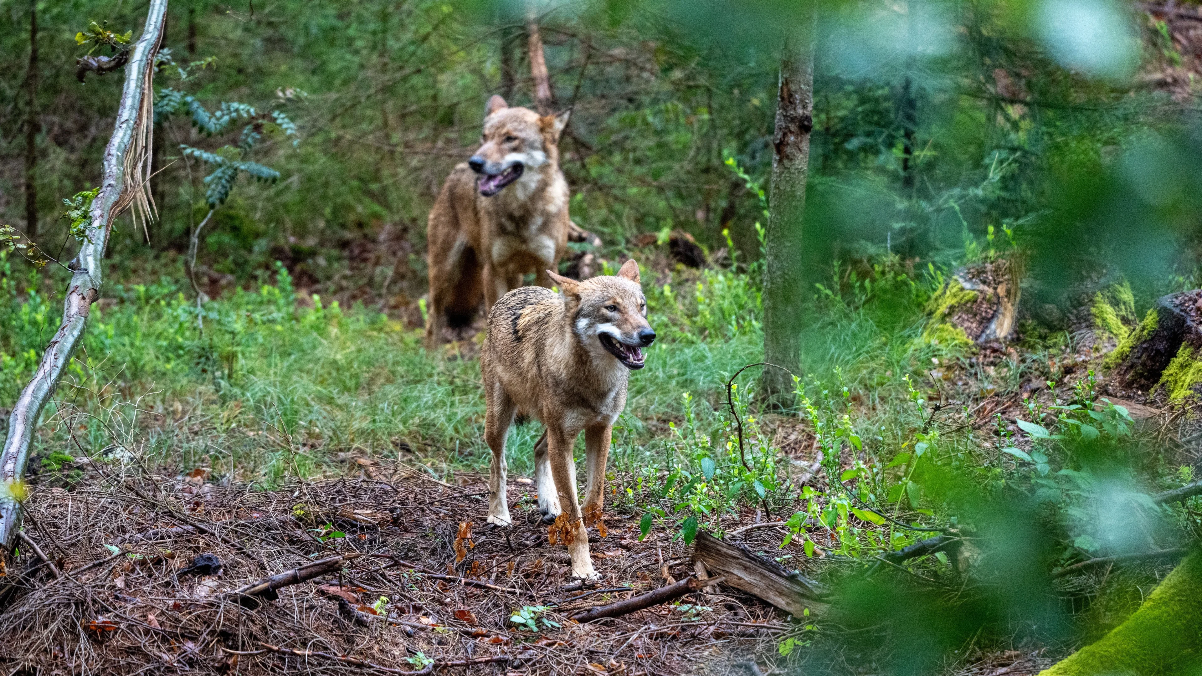 Wolf minder beschermd en mag eerder worden afgeschoten