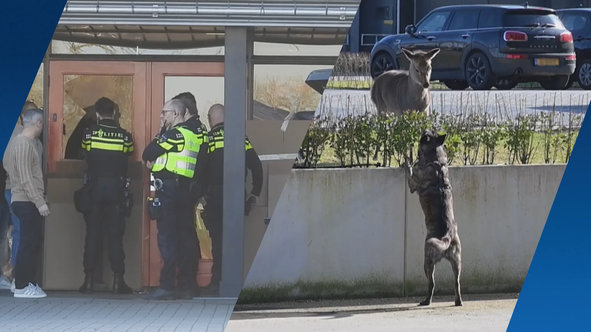 Opgejaagde ree sterft na sprong door ruit in Zevenaar