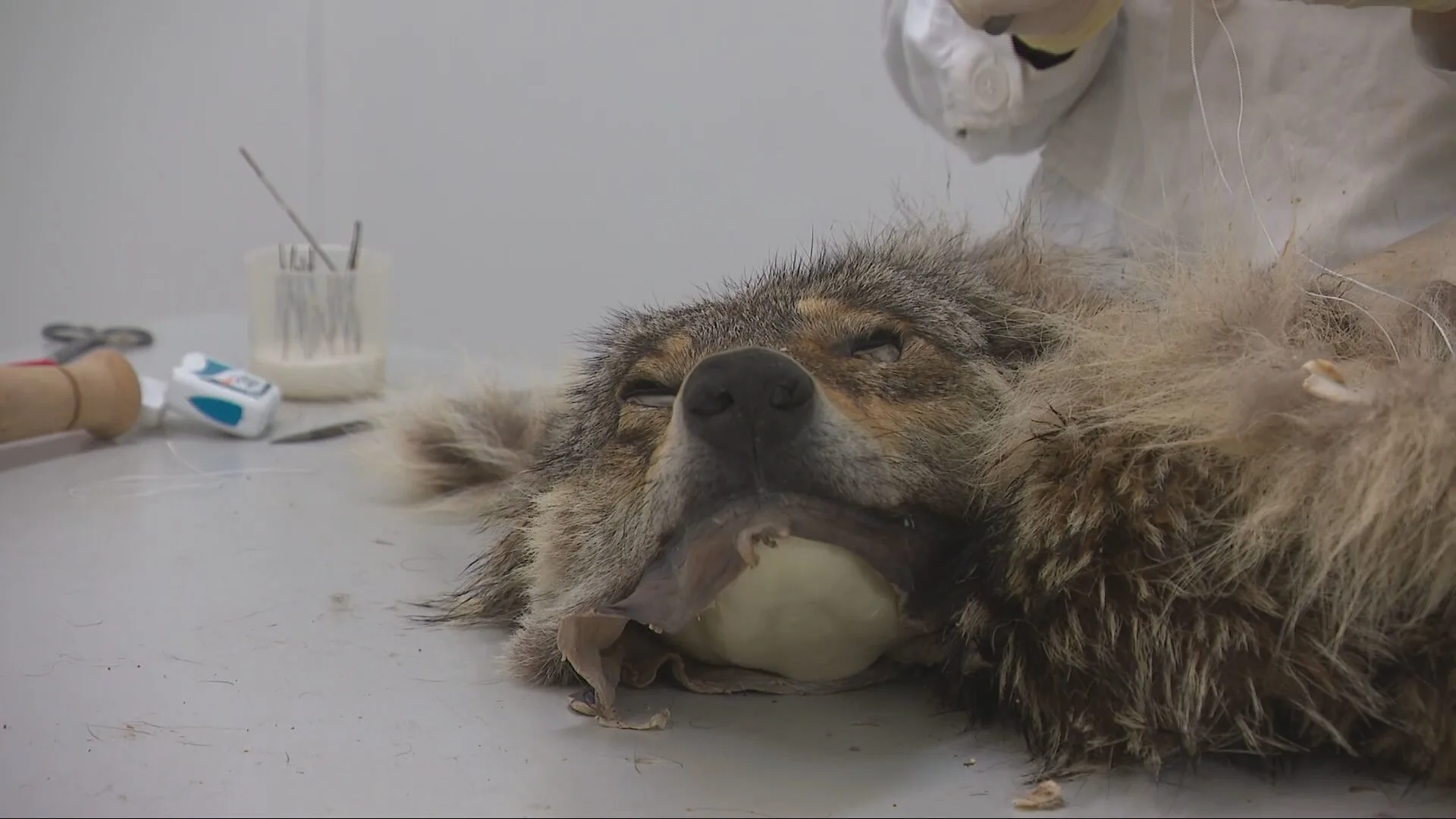 ZIEN: Preparateur Sita brengt dode wolf weer tot leven