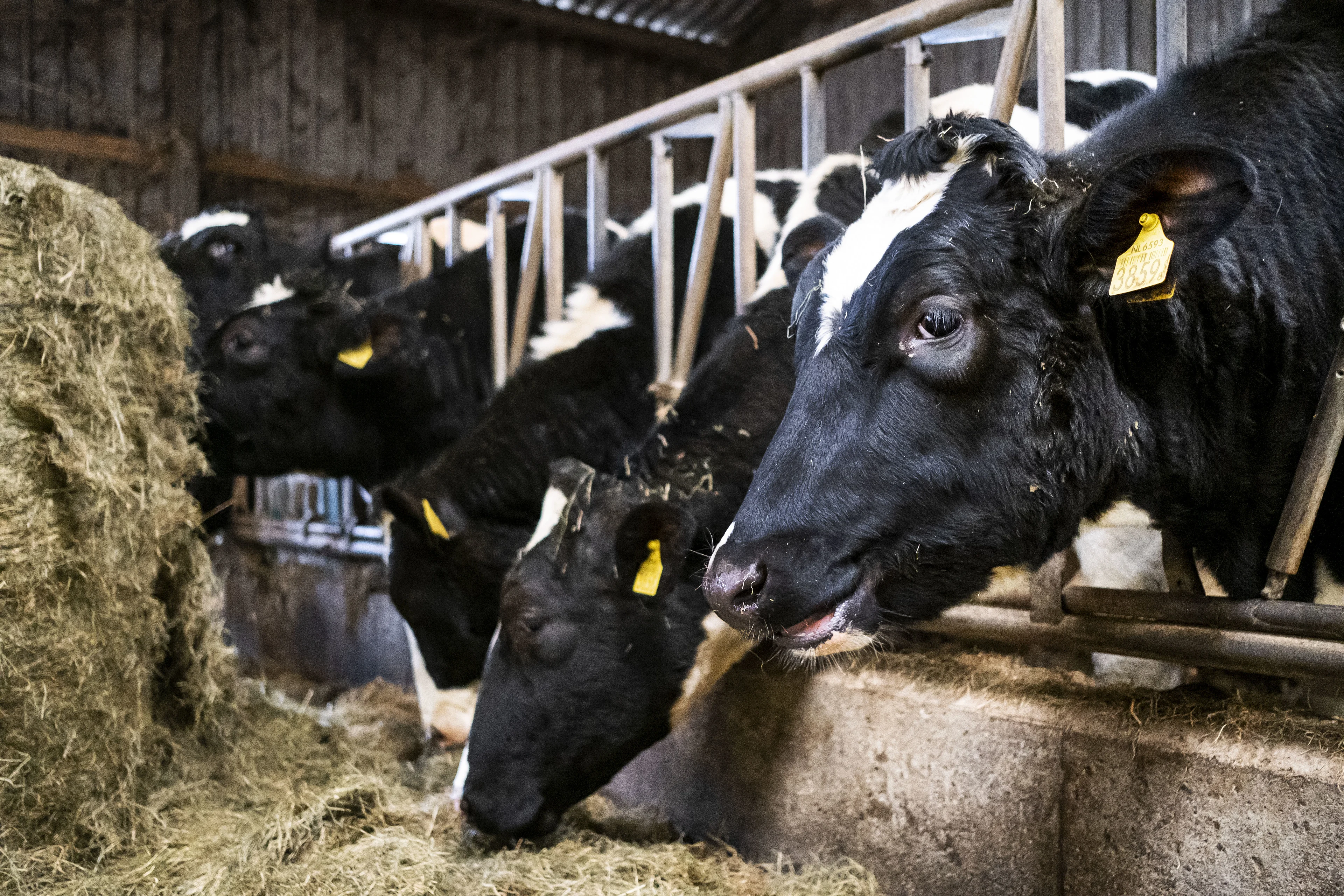 Ministerie van Landbouw gaat verder in gesprek over veevoermaatregel