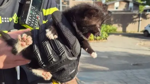 Politie grijpt in na straatverkoop van kittens in Almere