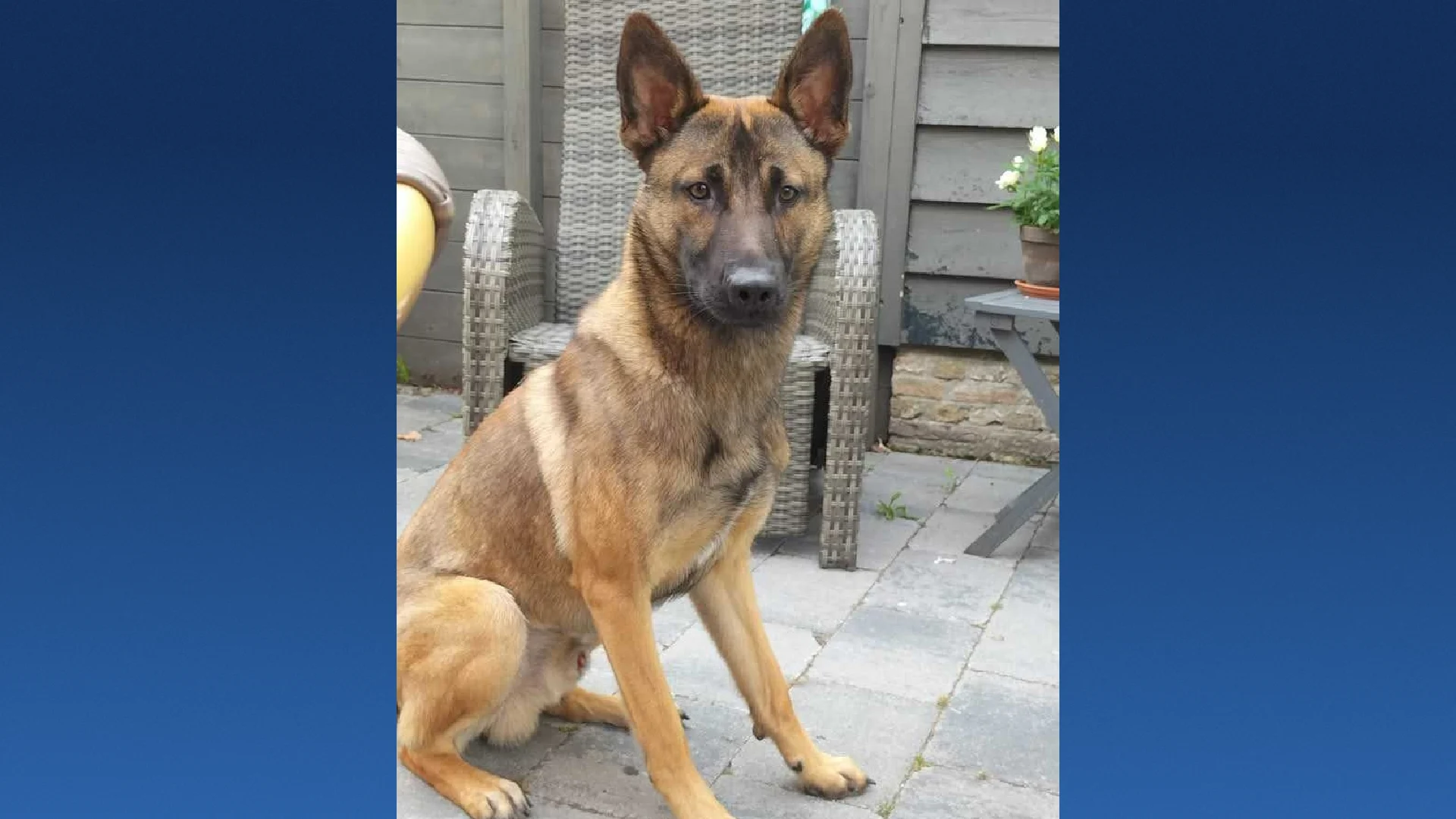 Hond Odin overleden na cocaïnevergiftiging: 'Baasjes kunnen er niet bij'