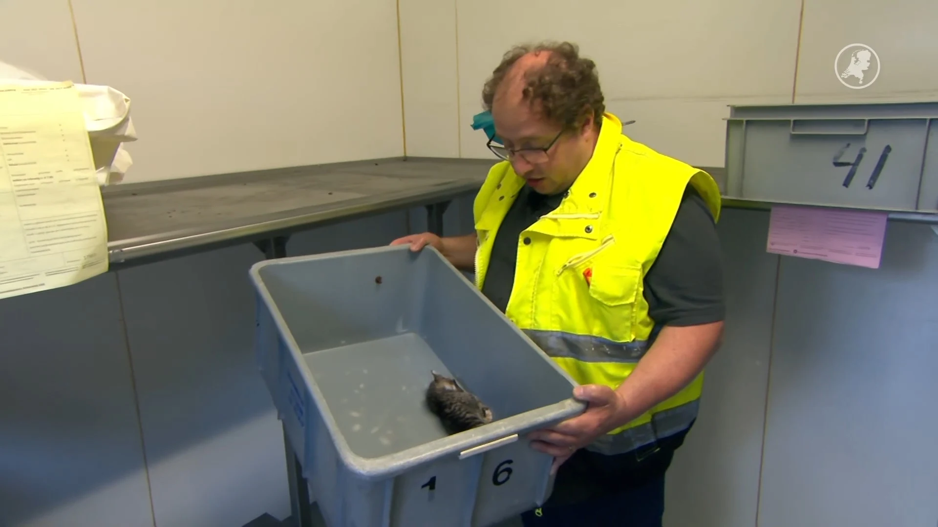 Politie tast in het duister over tientallen onthoofde dieren in Schollebos