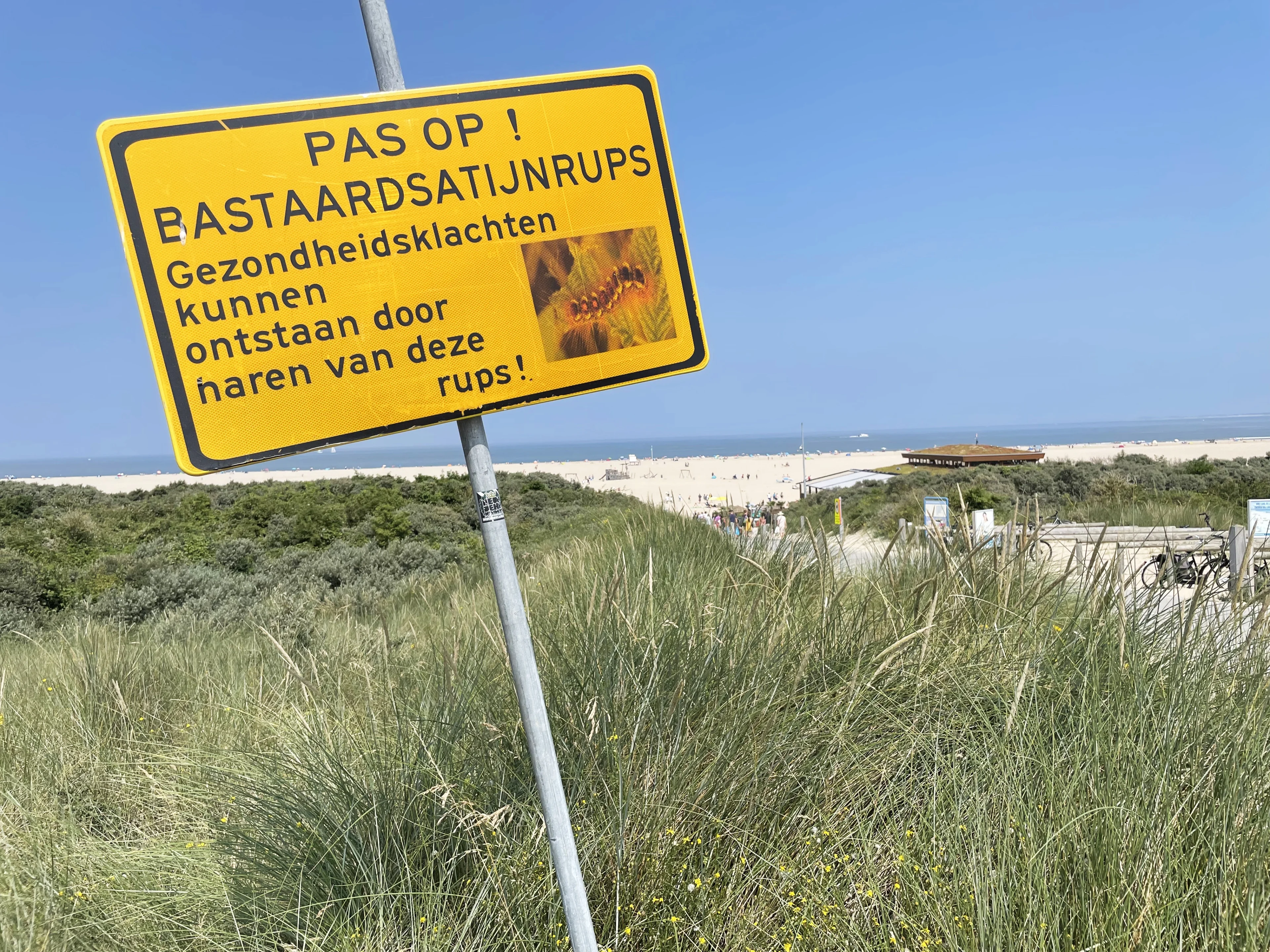 Gevaarlijke bastaardsatijnrups rukt op bij stranden: dit moet je doen na contact