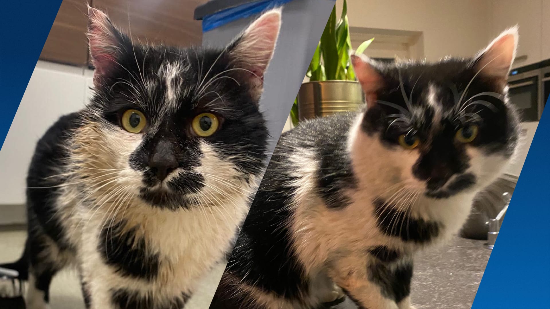 Kat Rufus zwaargewond, 'overgoten met hete vloeistof'