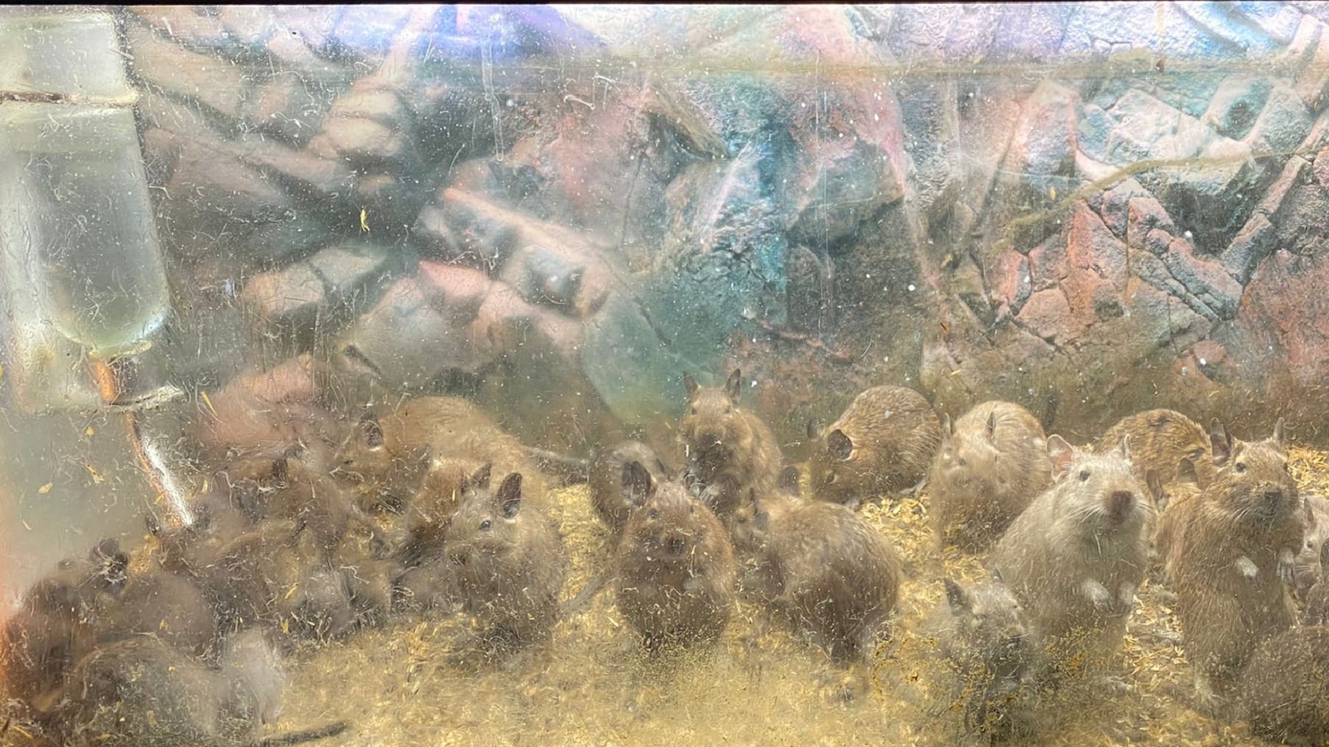 124 degoes gevonden in Gooise woonkamer: 'Sommigen hadden geen staart meer'