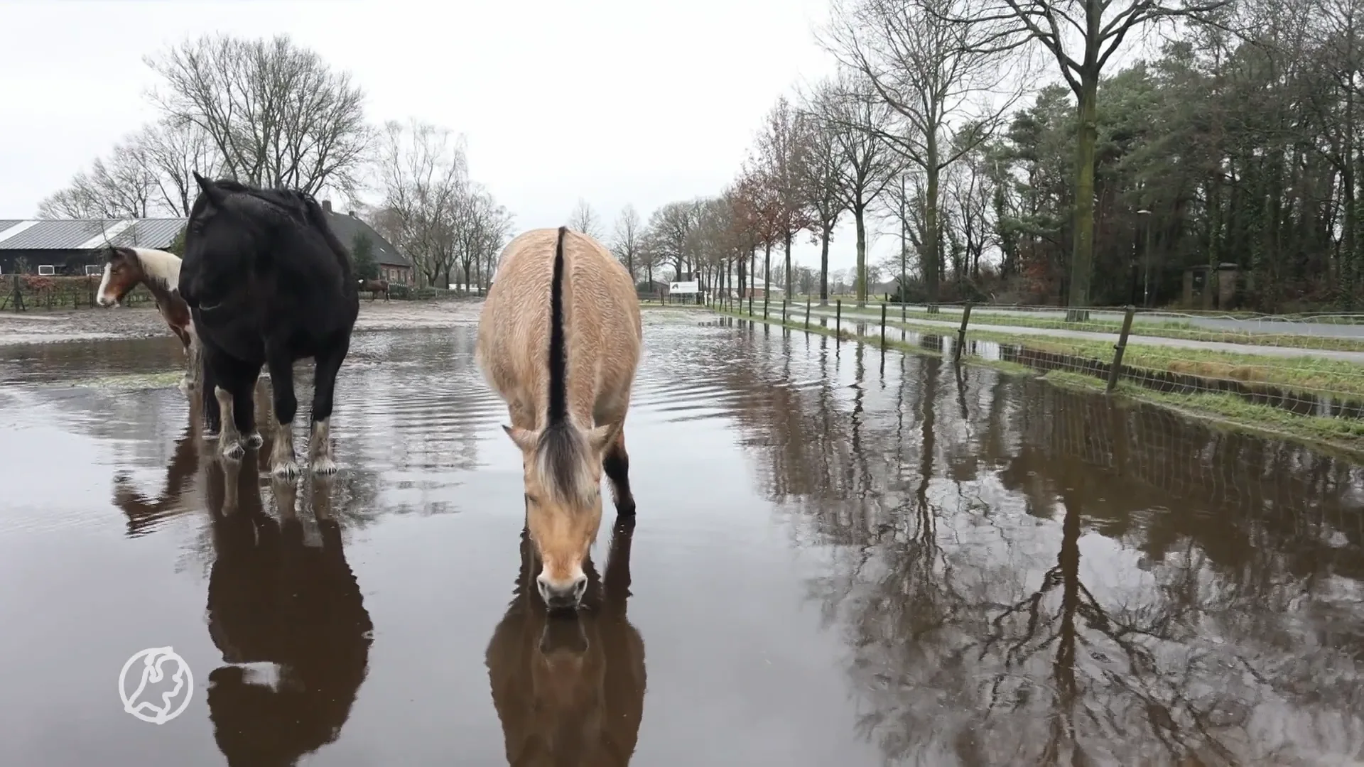 ZIEN: Hoogwater bereikt ook weiland van deze watertrappelende paarden 