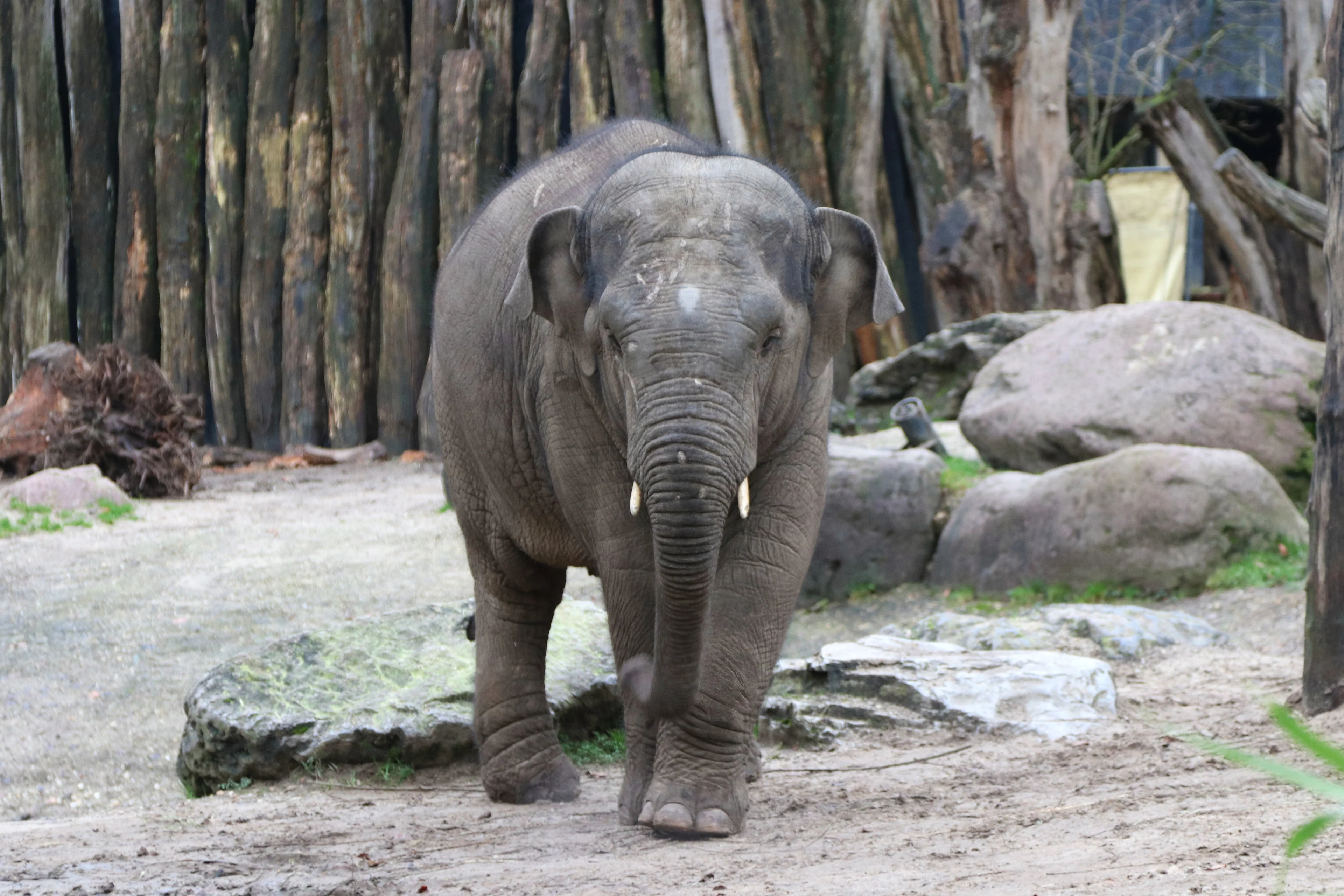 DierenPark Amersfoort rouwt om olifant Thabo: 'Als ze herpes krijgen, is er niets meer aan te doen'