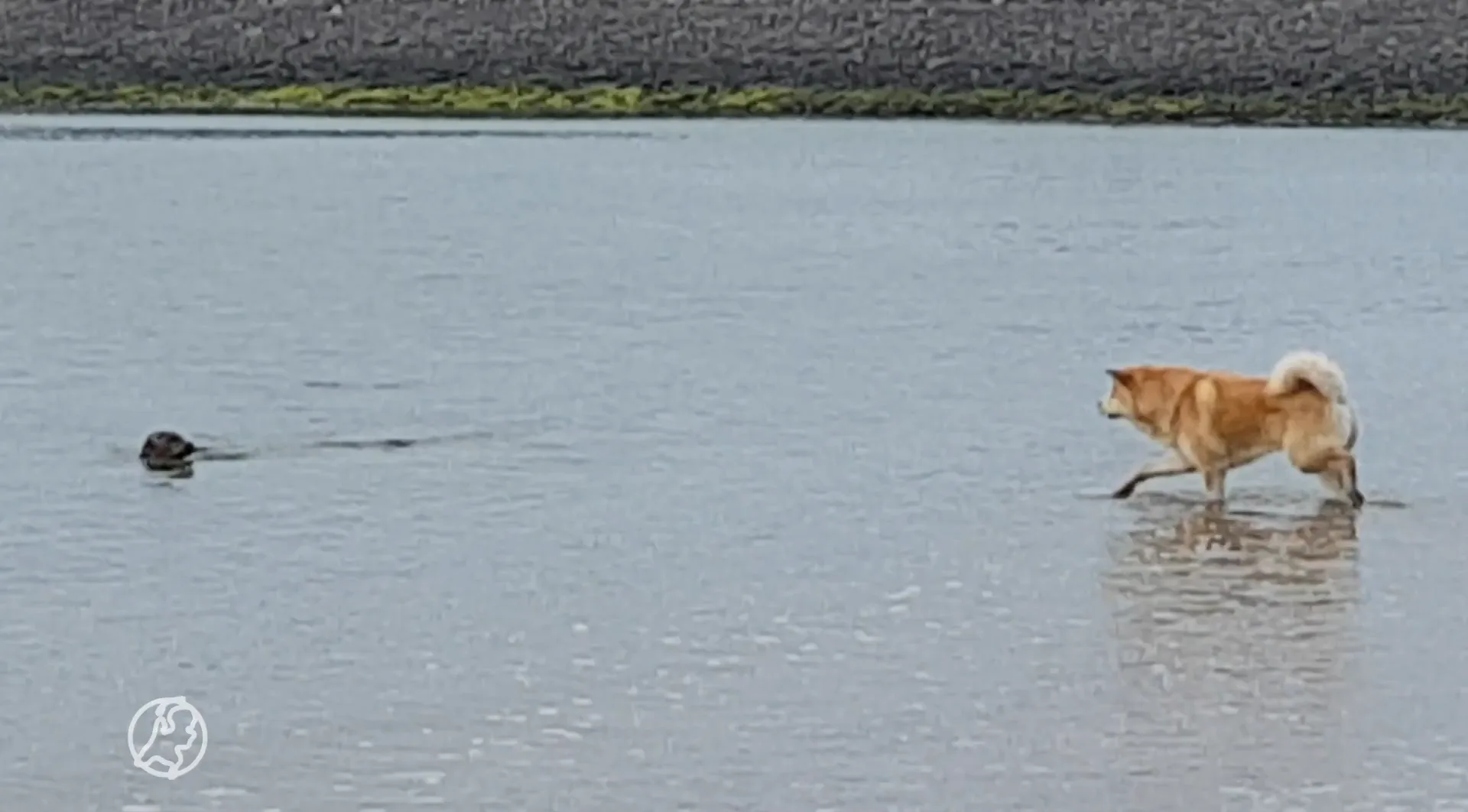 VIDEO: Speelse zeehond dolt met landhond bij de Brouwersdam