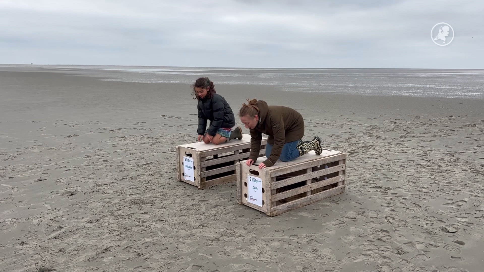 Laatste zeehonden vertrekken uit Pieterburen