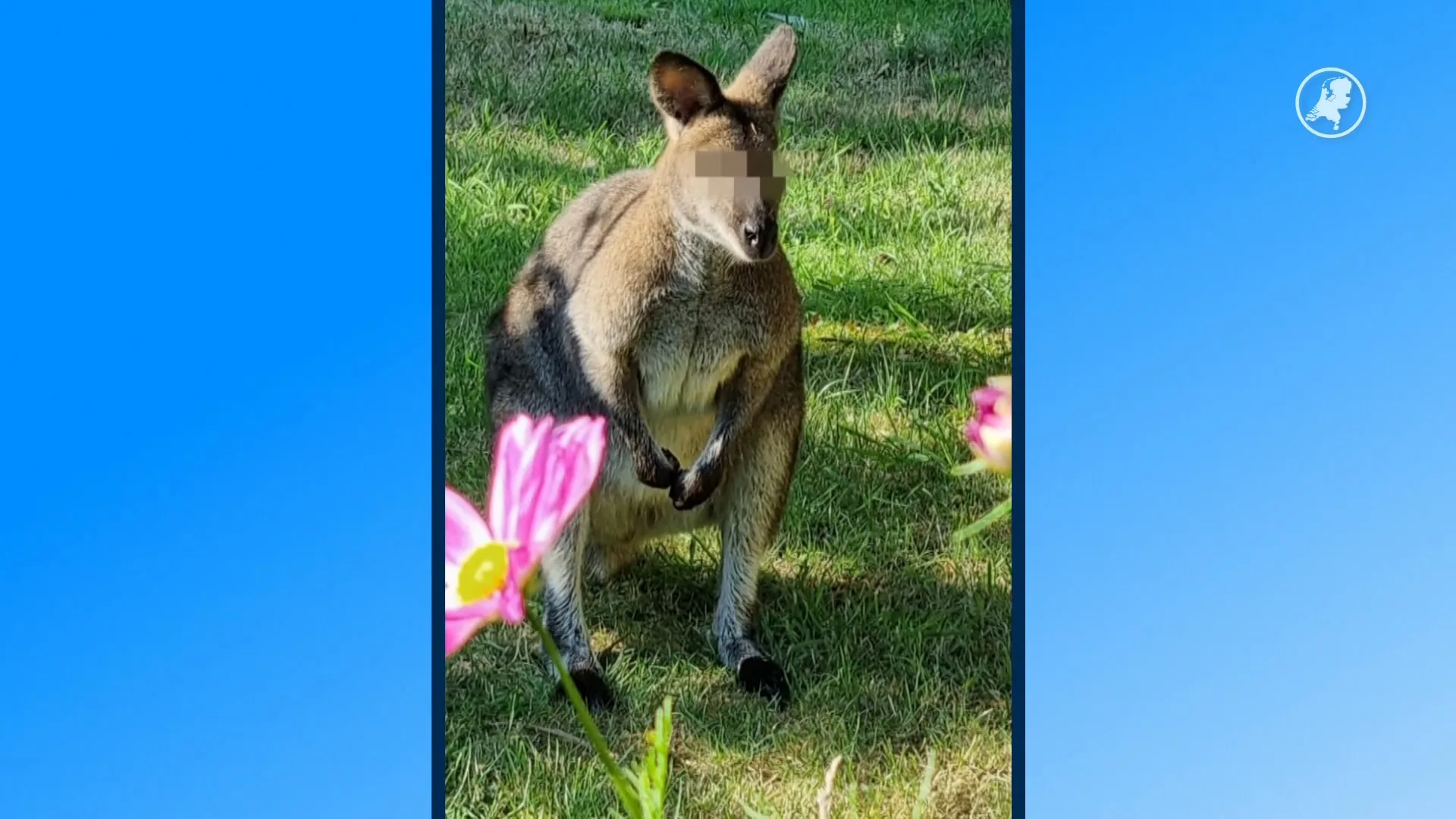 Politie is bijna hele zaterdag kwijt aan vangpoging kangoeroe