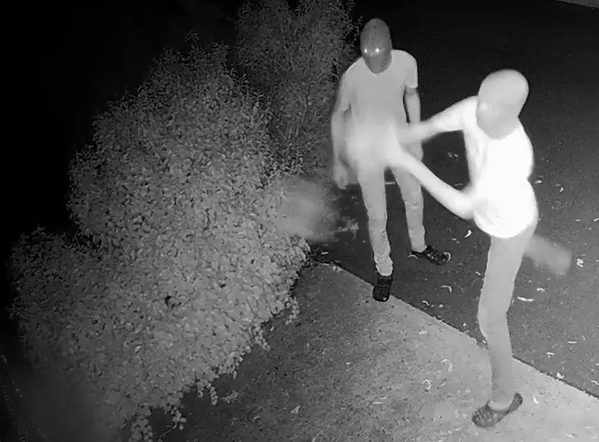 Mannen met bivakmutsen gooien dode zwanenbaby over hek bij dierenbeschermer Saskia