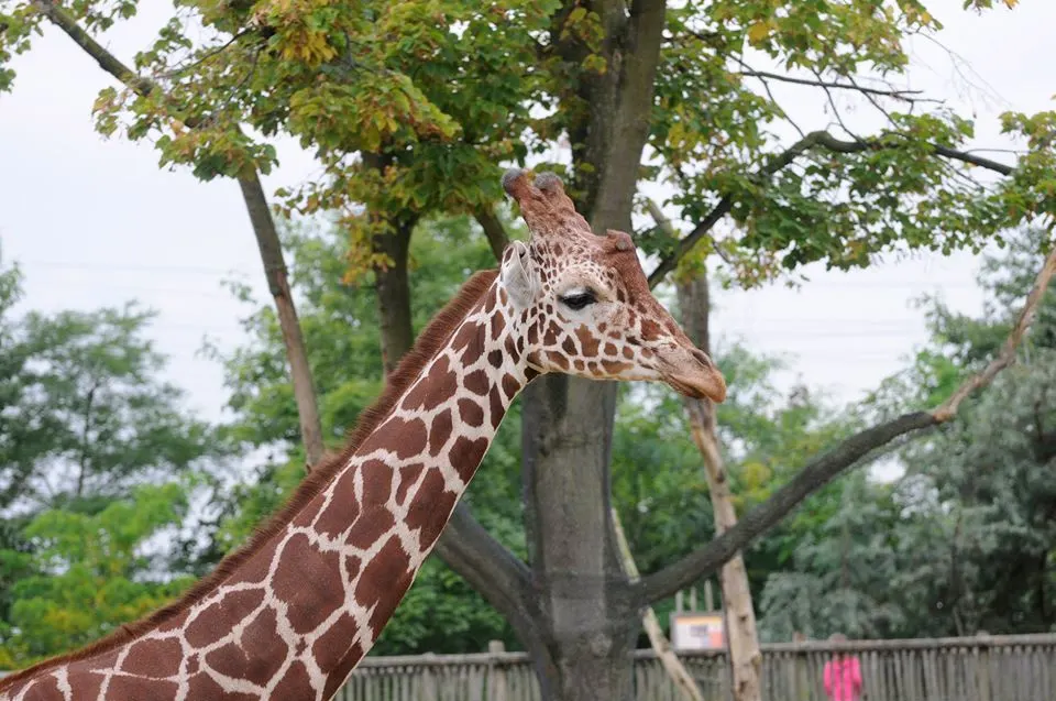 Groot verlies: Diergaarde Blijdorp neemt afscheid van 'super-giraffehengst' Banio