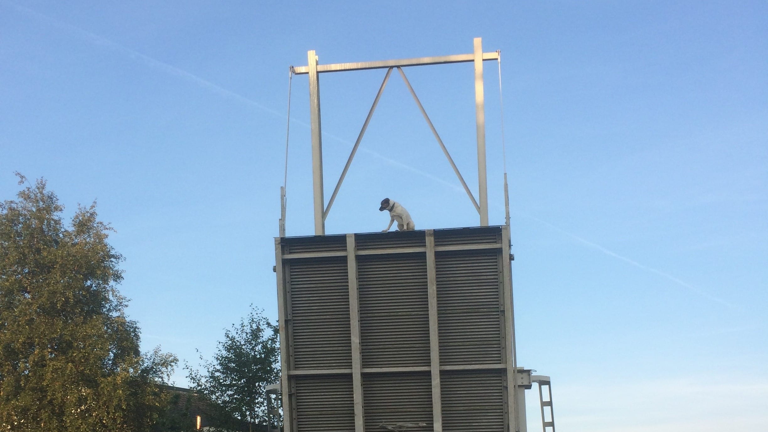 Brug gaat open met hond Remy erop: 'Met ingehouden adem staan kijken'