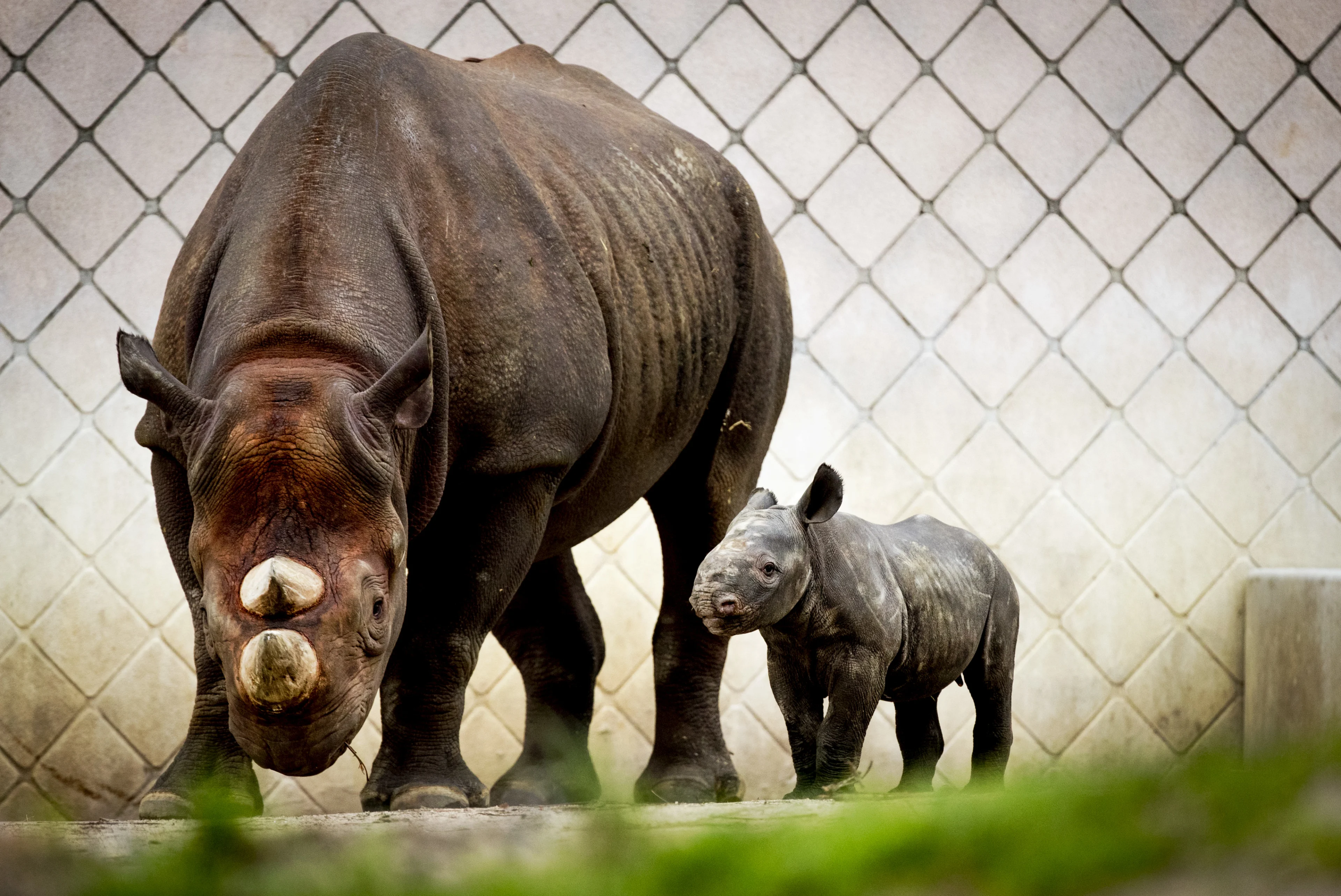 Diergaarde Blijdorp verwelkomt zwarte neushoornbaby
