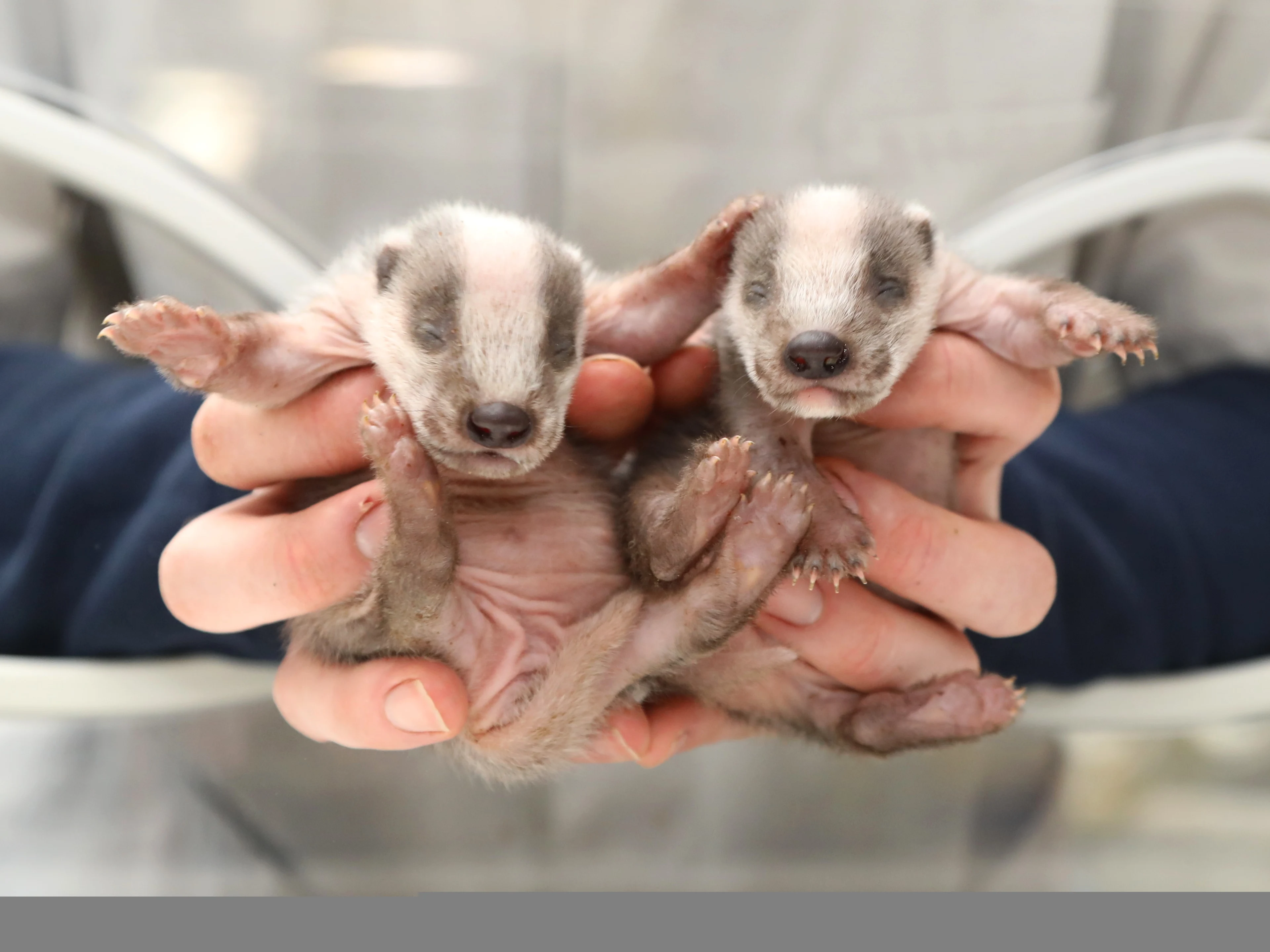 Provincie haalt babydasje weg vanwege nieuwbouw, overlijdt kort daarna