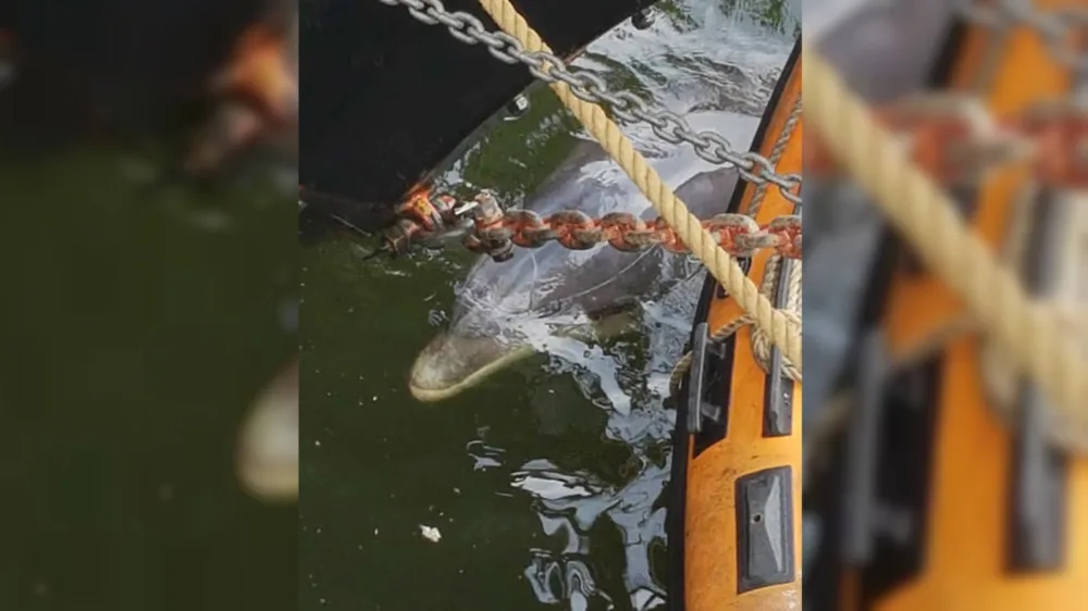 Opnieuw poging om dolfijn Zafar richting Noordzee te loodsen