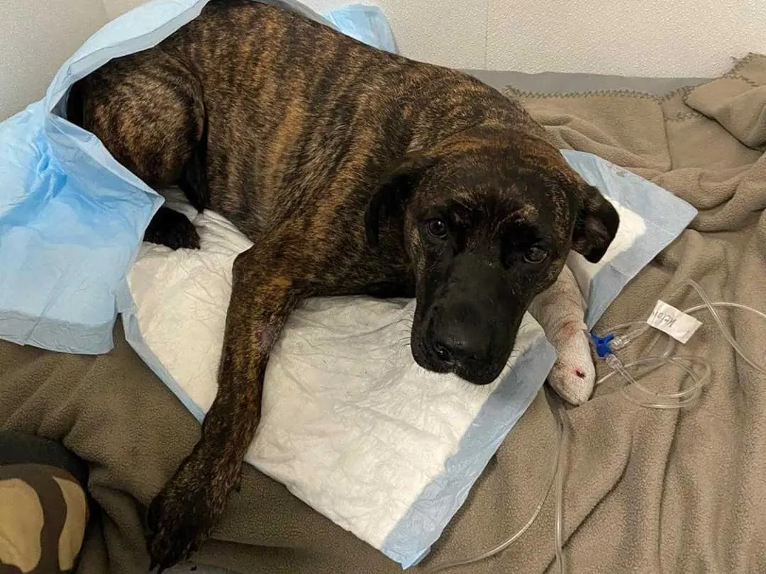 Hond raakt gewond bij ongeluk in Rotterdam, automobilist rijdt door