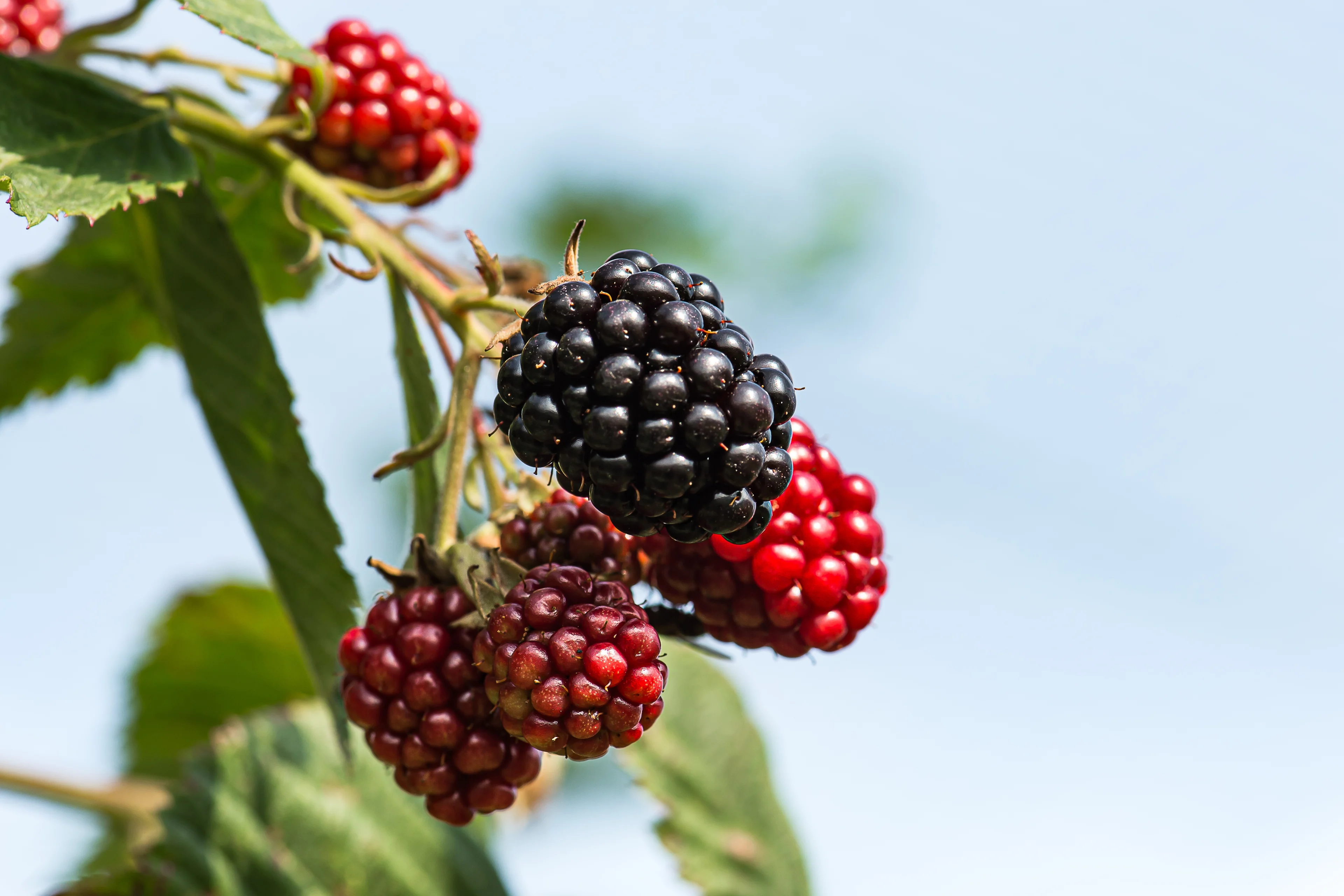 Waarschuwing: wild fruit plukken? Parasiet in bramen en bosbessen heel gevaarlijk