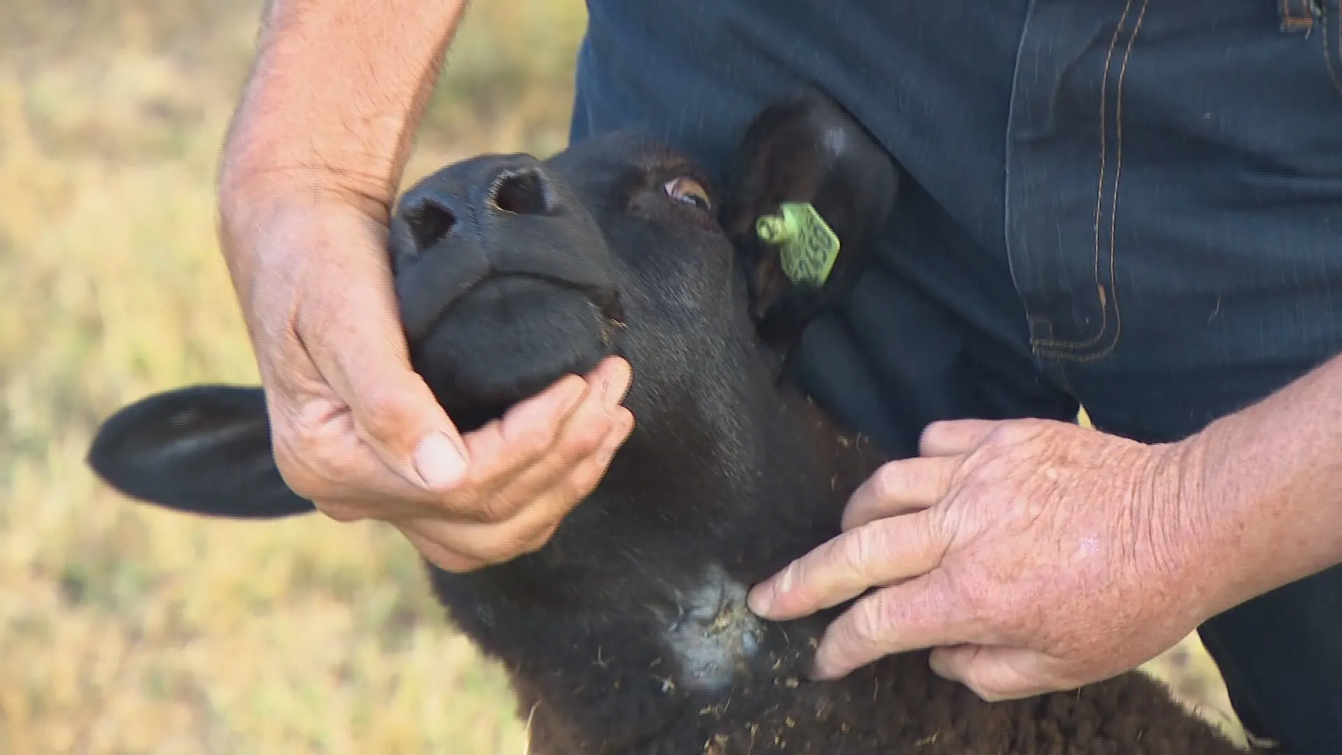 Brabants wolvenplatform moet leiden tot betere afspraken en dat is hard nodig: 'Vaak komt er pas beleid als het te laat is'