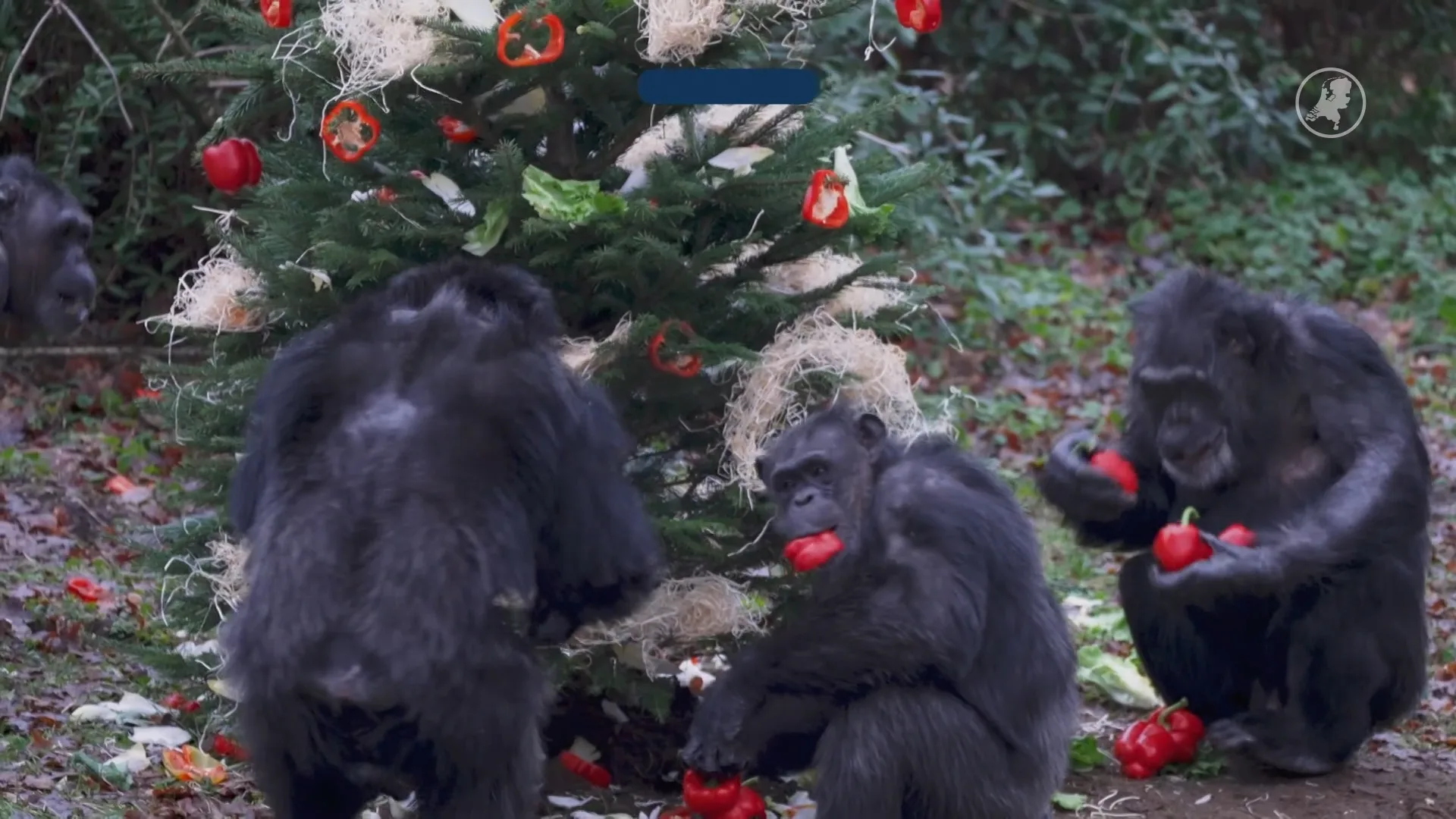 ZIEN: Voor deze chimpansees is het kerstfeest al begonnen!