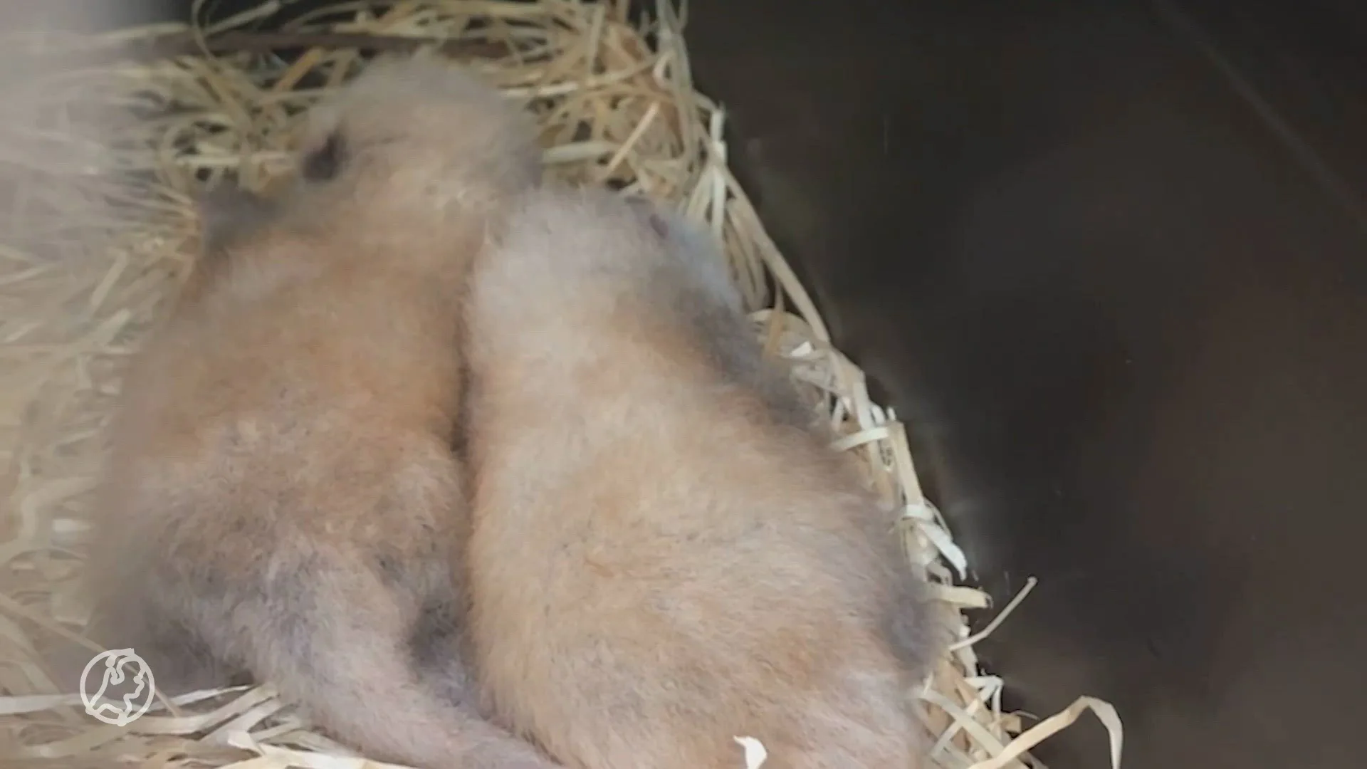 Twee rode pandaatjes geboren in Diergaarde Blijdorp