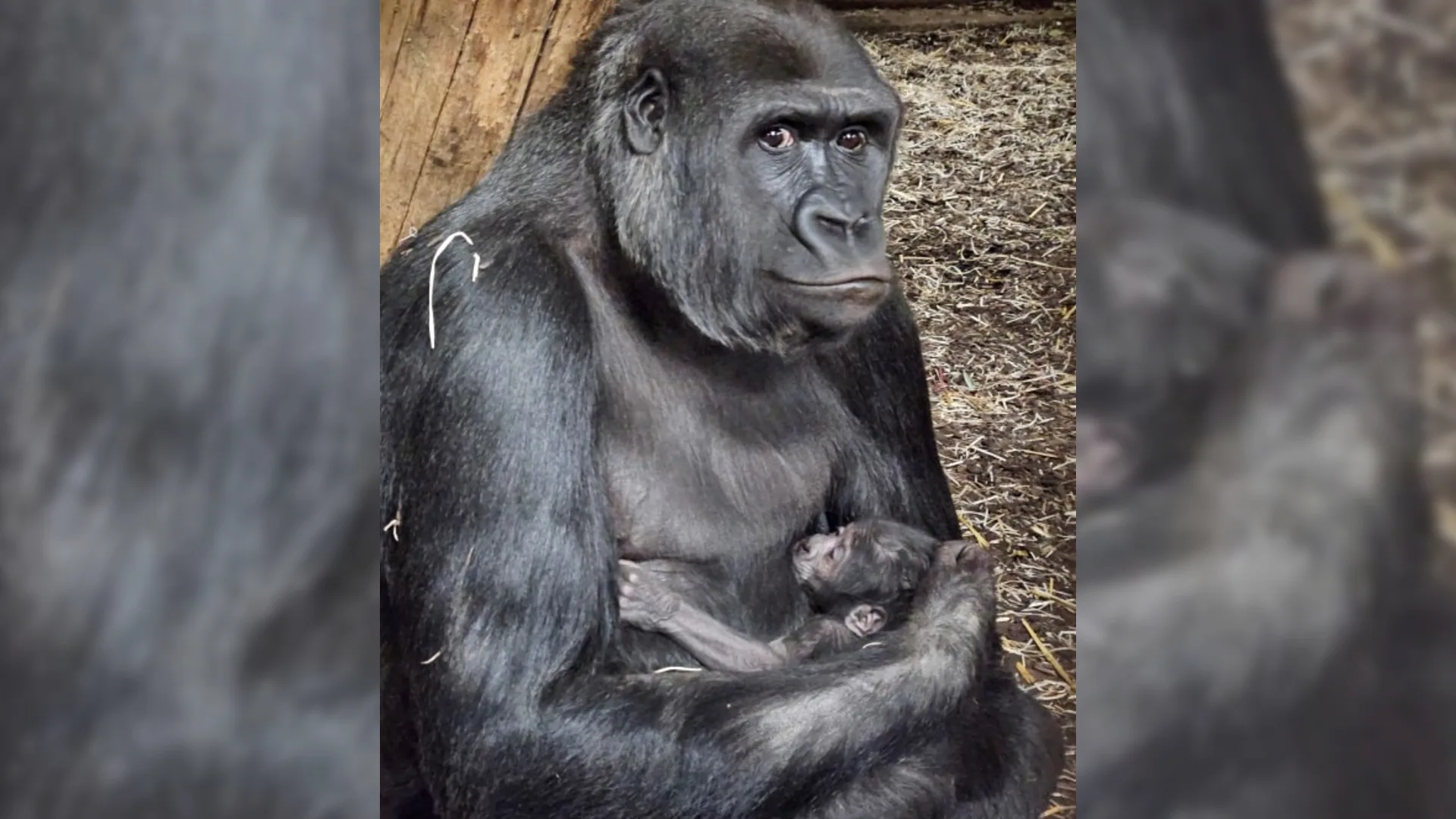 Bijzondere start van het jaar: babygorilla geboren in GaiaZoo
