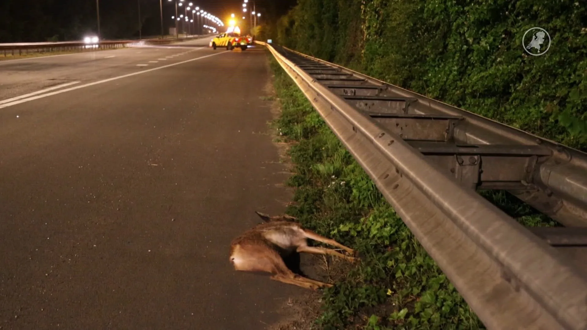 Hert steekt weg over en overleeft het niet